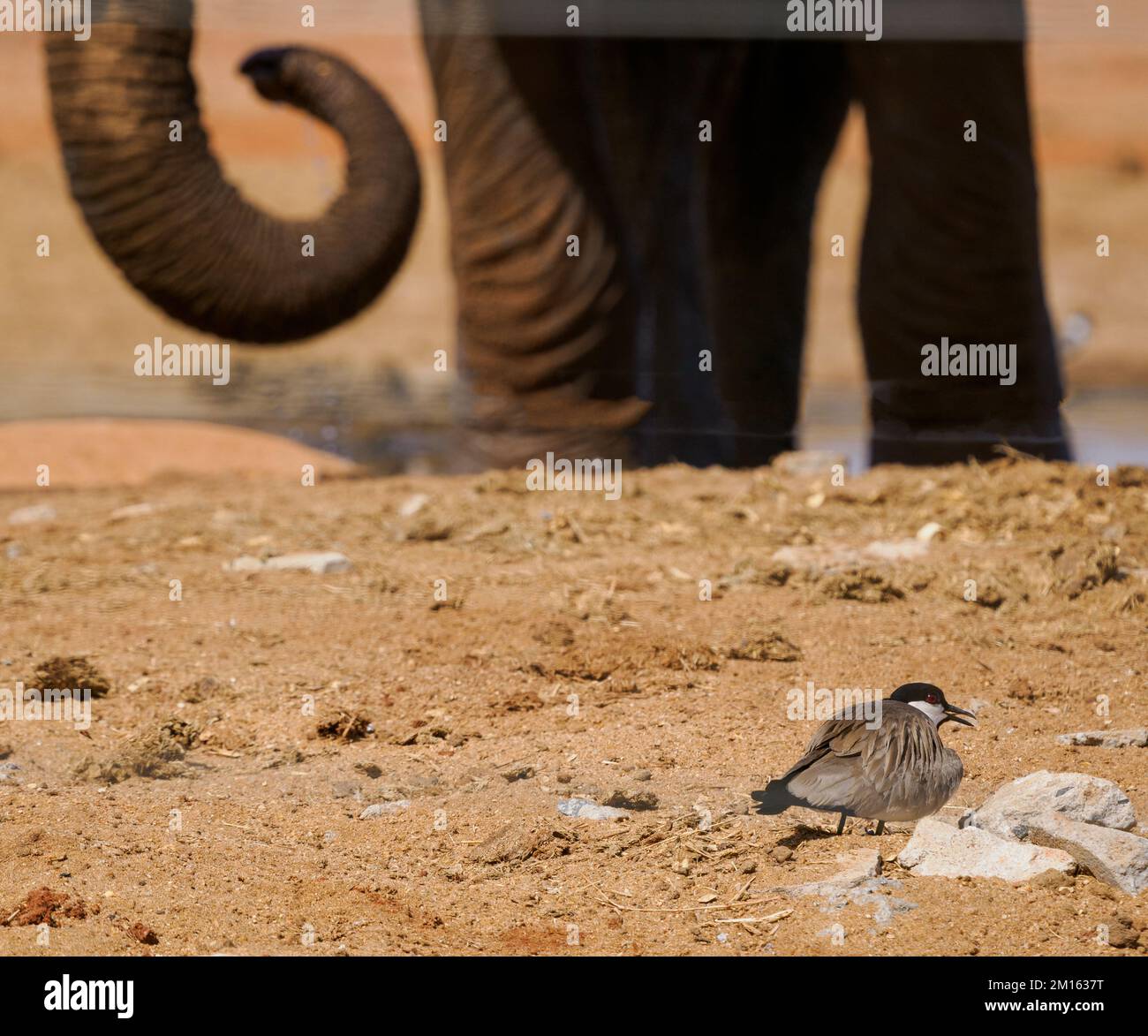 Plover Vanella spinosus con ali dritte al suo precario nido da un'affollata buca d'acqua visitata da elefanti e altri animali - Parco Nazionale dello Tsavo Kenya Foto Stock