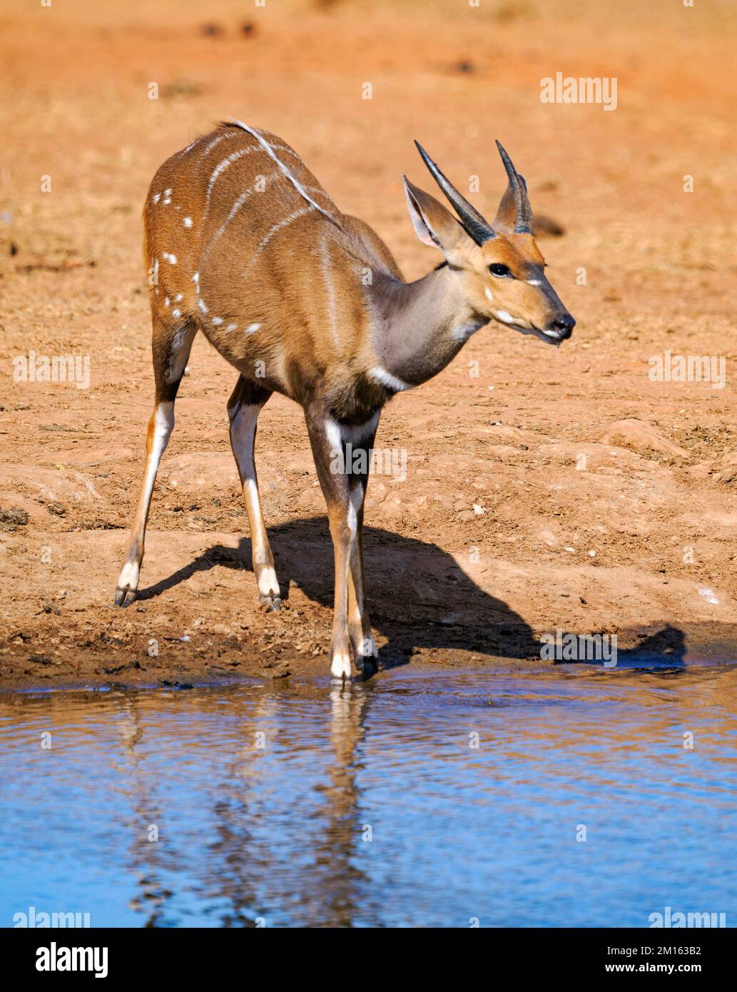 Giovane maschio minore Kudu Tragelaphus imberbis una specie di antilope con macchie attraenti e strisce in una buca d'acqua nel Parco Nazionale del Tsavo Kenya Foto Stock