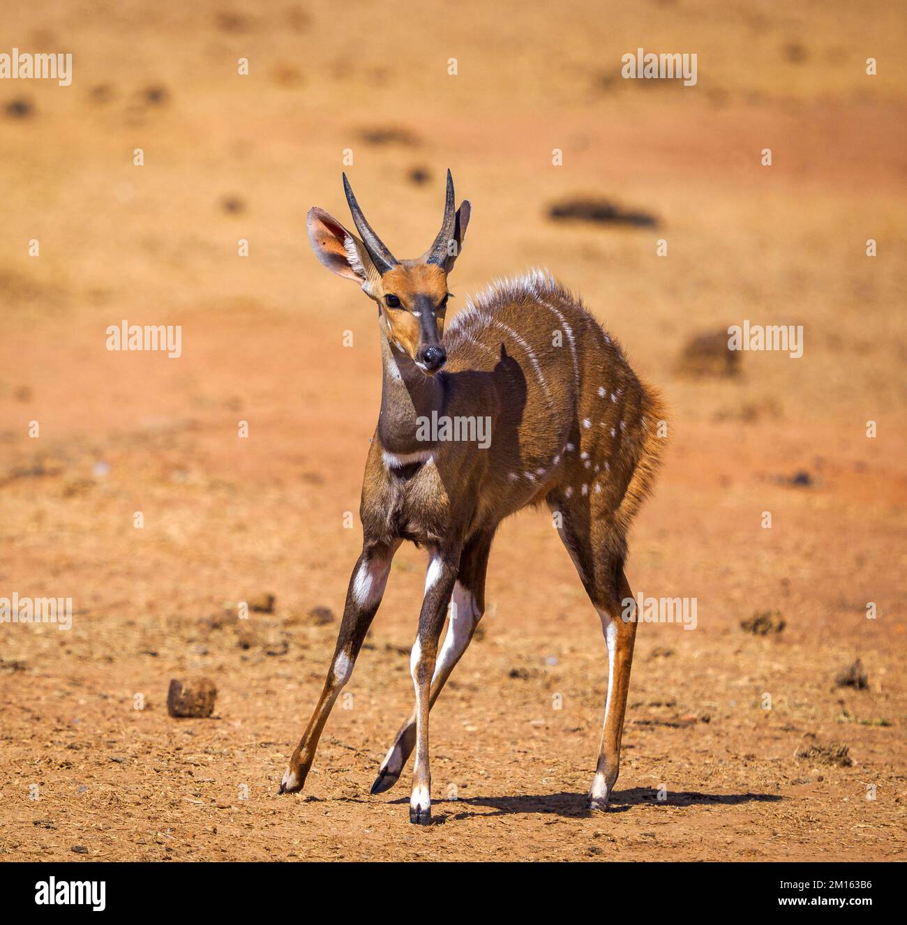 Giovane maschio minore Kudu Tragelaphus imberbis una specie di antilope con punti attraenti e strisce vicino a una buca d'acqua nel Parco Nazionale del Tsavo Kenya Foto Stock