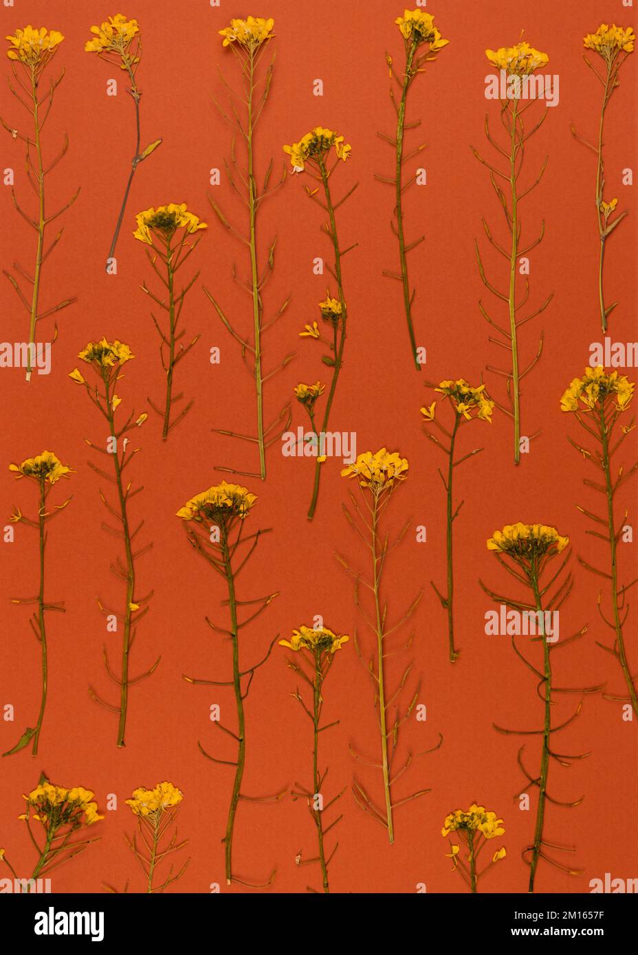Oshibana fioritura botanica arte floreale pressata Composizione di piante secche. Cornice fiori gialli su sfondo arancione. Foto Stock