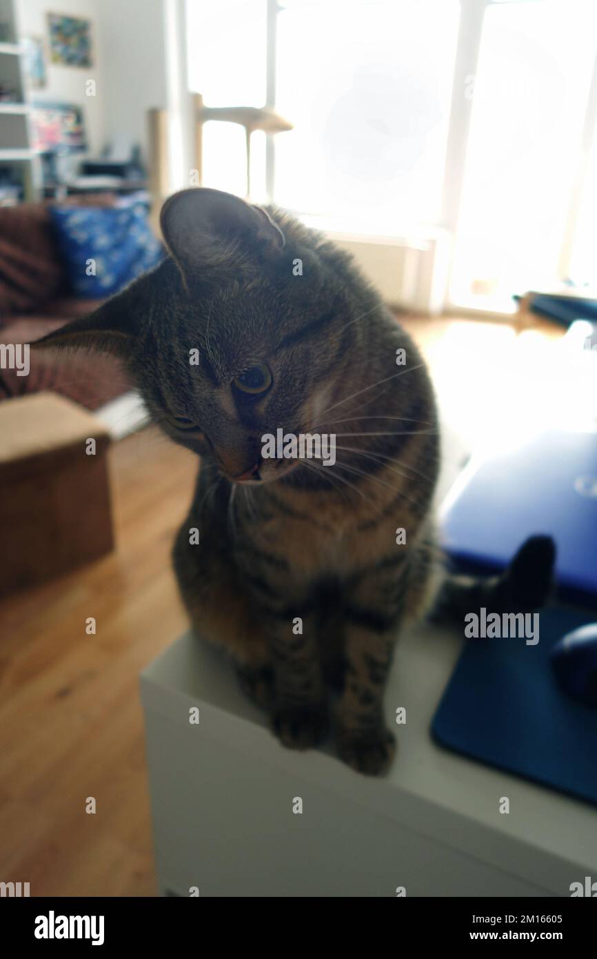 gattino domestico attento e curioso Foto Stock