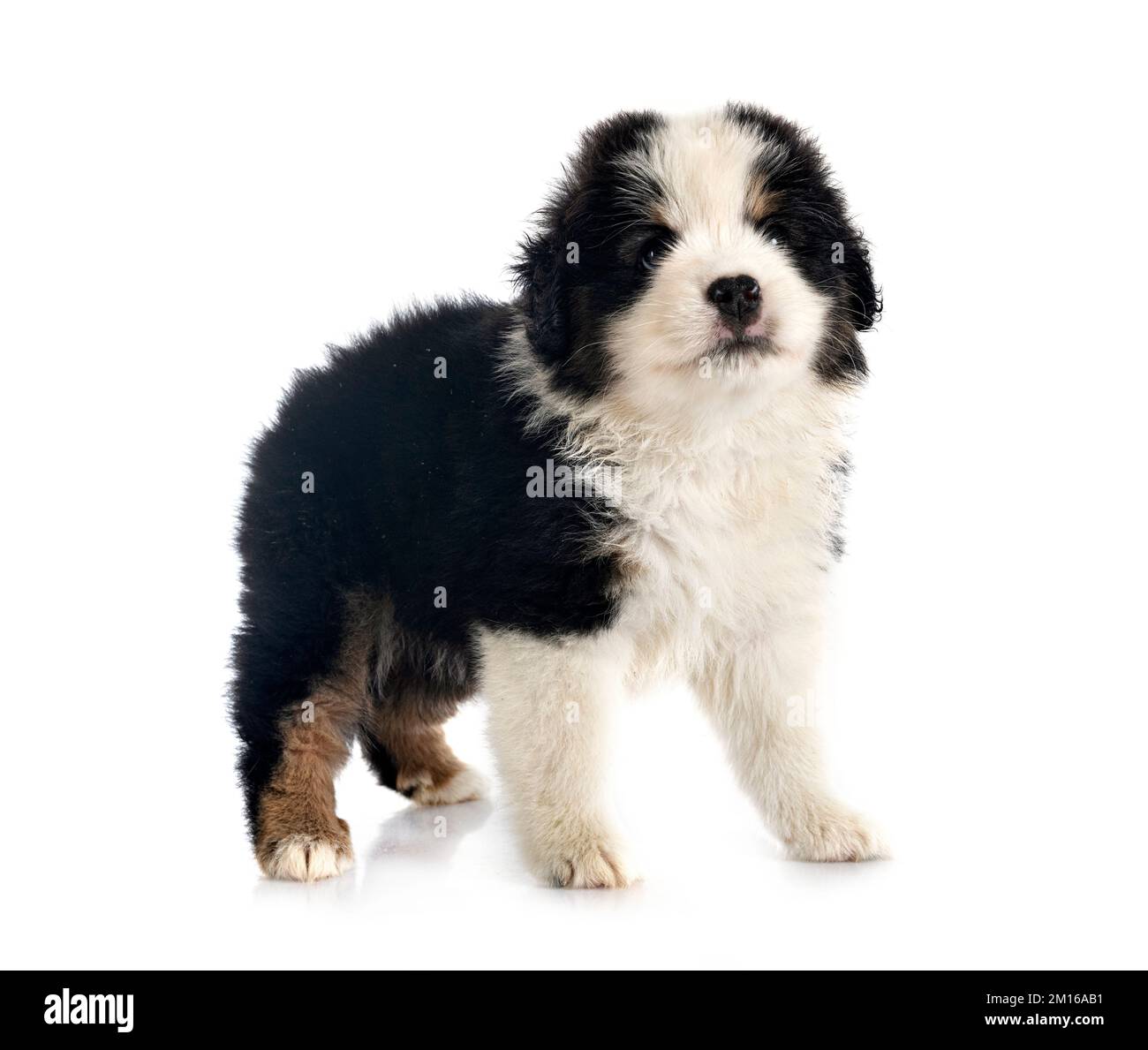 Miniatura American Shepherd davanti a sfondo bianco Foto Stock