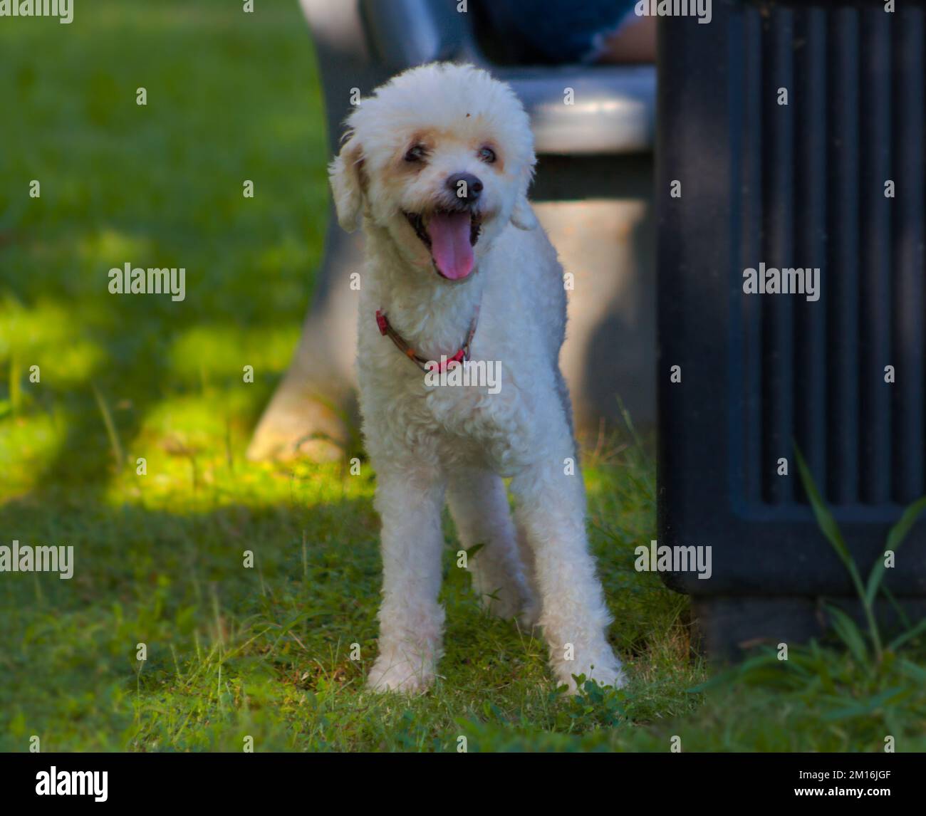Bichón frisé in piedi sull'erba con la lingua fuori Foto Stock