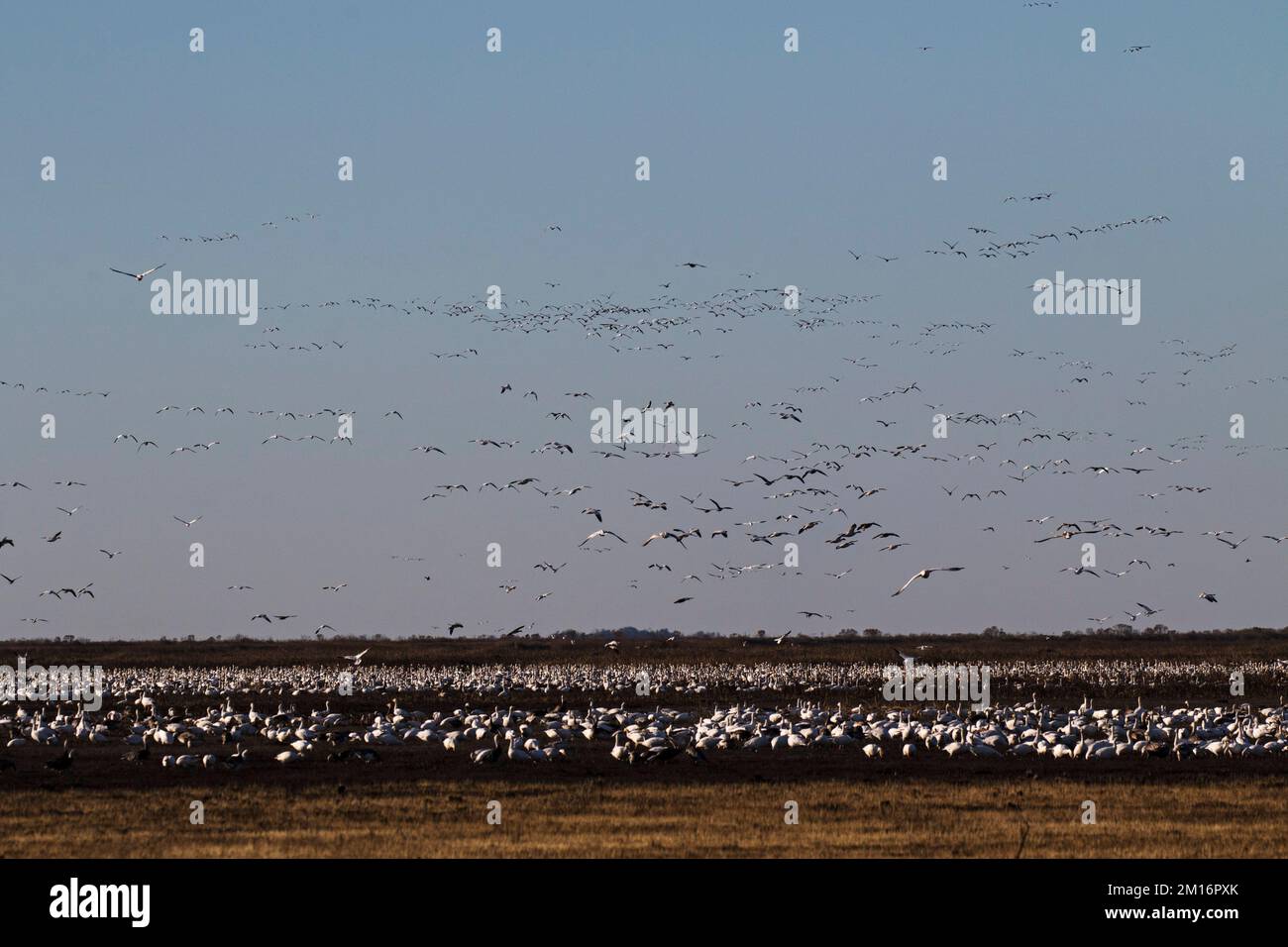 Snow goose Chen caerulescens gregge alimentazione su nuovi germogli di erba e alcuni in volo, Anahuac National Wildlife Refuge, Texas, USA, dicembre 2017 Foto Stock