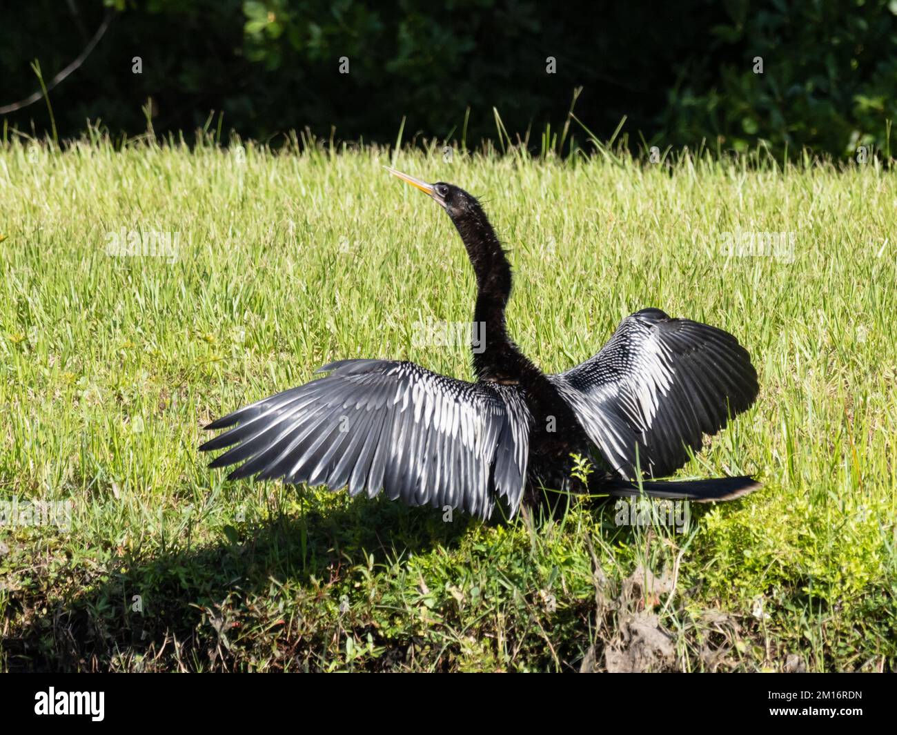 Un anhinga, Anhinga anhinga, a volte chiamato il serpente, il darter, il darter americano, o tacchino dell'acqua. Questo sta asciugando le sue ali al sole. Foto Stock