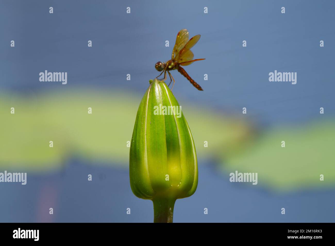 Un piccolo drago vola riposante su un giglio d'acqua chiuso prima di tornare a casa per il giorno. Foto Stock