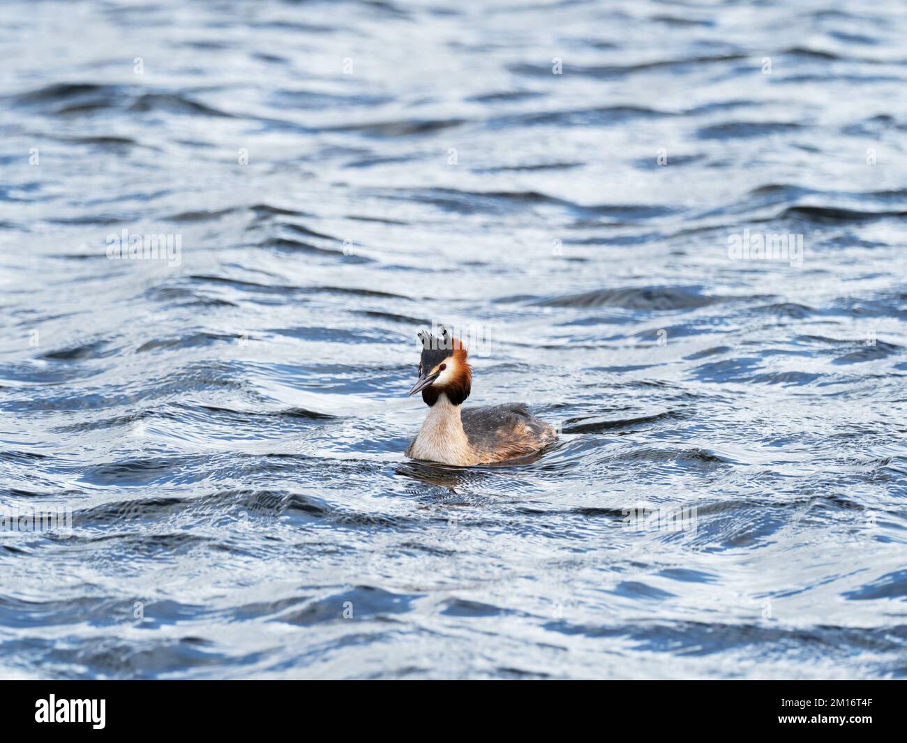 Grande pungente Podiceps cristatus adulto nuoto su un lago, Ham Wall RSPB Reserve, Somerset, Inghilterra, Regno Unito, marzo 2022 Foto Stock
