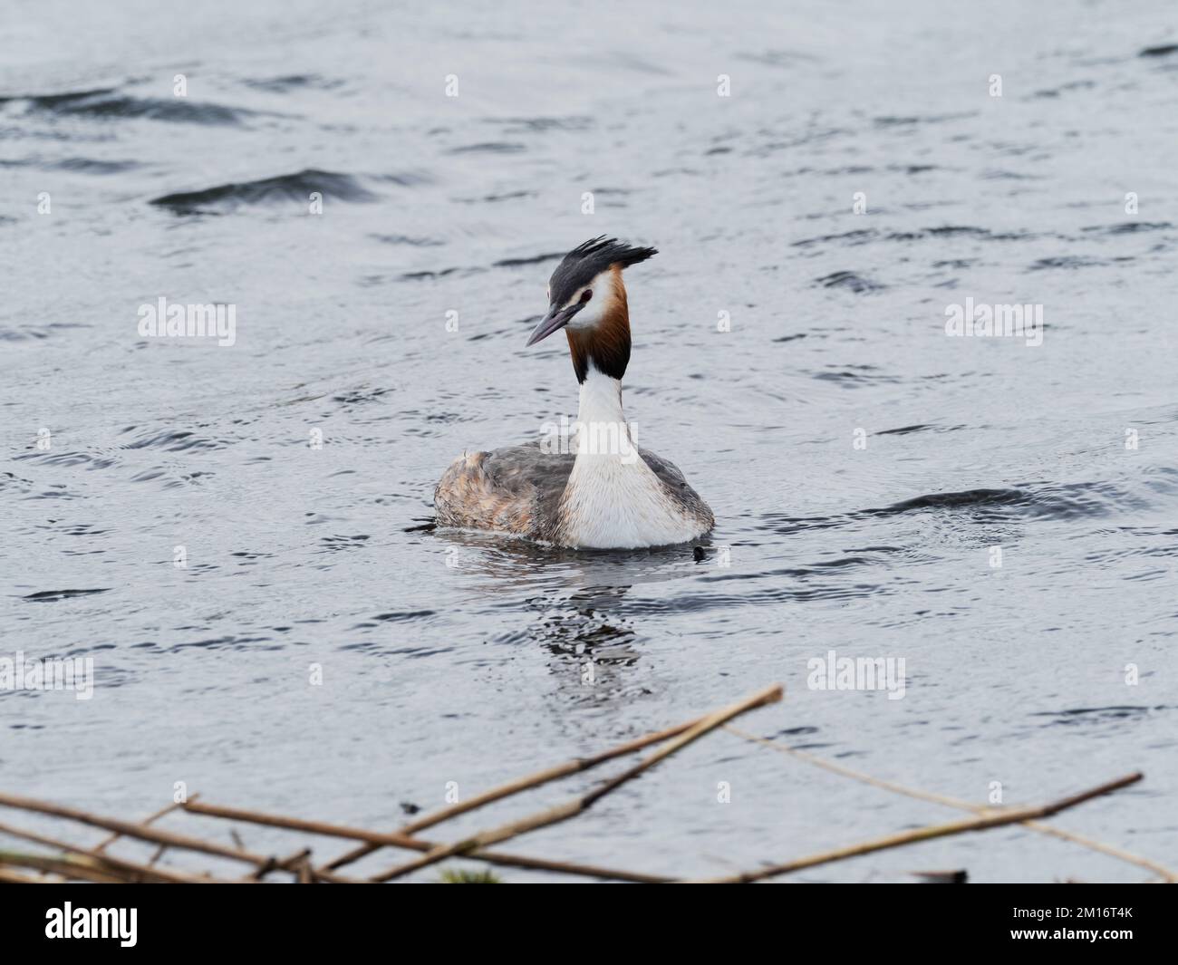 Grande pungente Podiceps cristatus adulto nuoto su un lago, Ham Wall RSPB Reserve, Somerset, Inghilterra, Regno Unito, marzo 2022 Foto Stock
