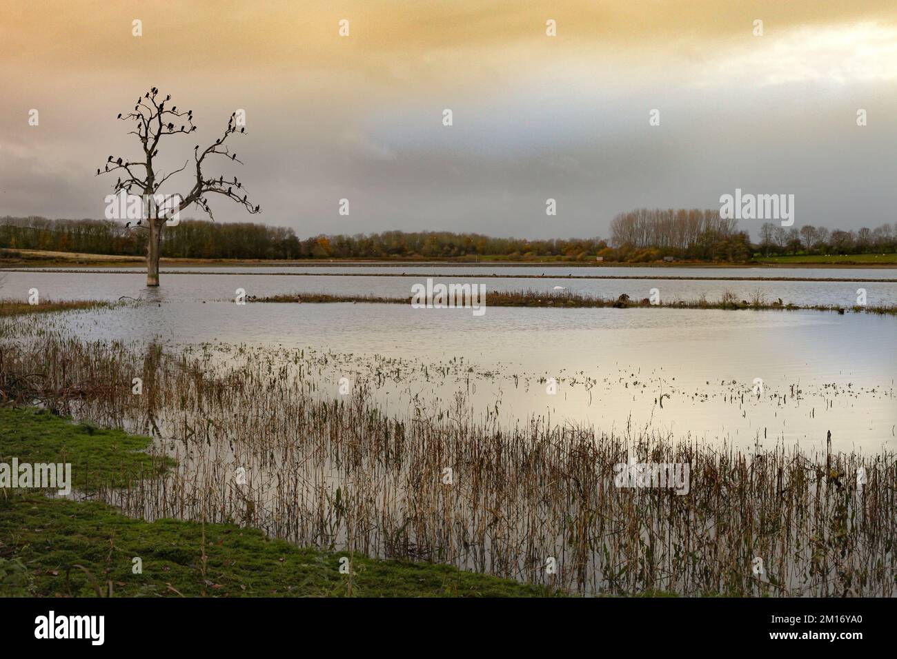 natura, paesaggio, stagione, foresta, all'aperto, cielo, sfondo, albero, legno, bello, luce, vista, abete, panoramica, anno, tempo, paese delle meraviglie, escursioni Foto Stock