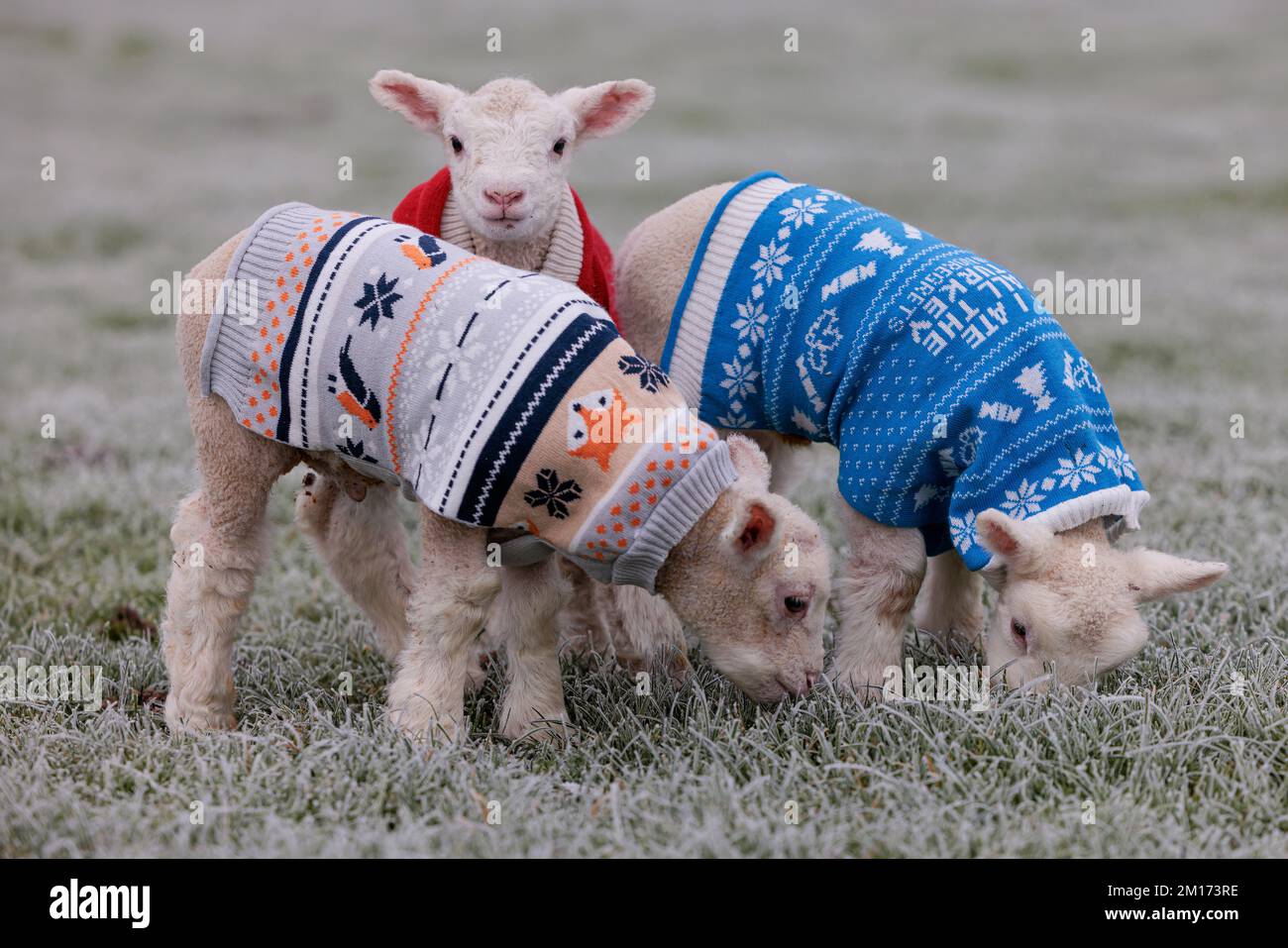 Bocketts Farm in Surrey hanno dato i loro piccoli agnelli Jumpers di Natale per mantenere caldo mentre il freddo e il freddo tempo gelido polverato il ‘Troll of Trondheim’ continua a colpire il Regno Unito. La fattoria si aspetta un certo numero di agnelli questo inverno con il primo essere nato questa settimana. Foto Stock