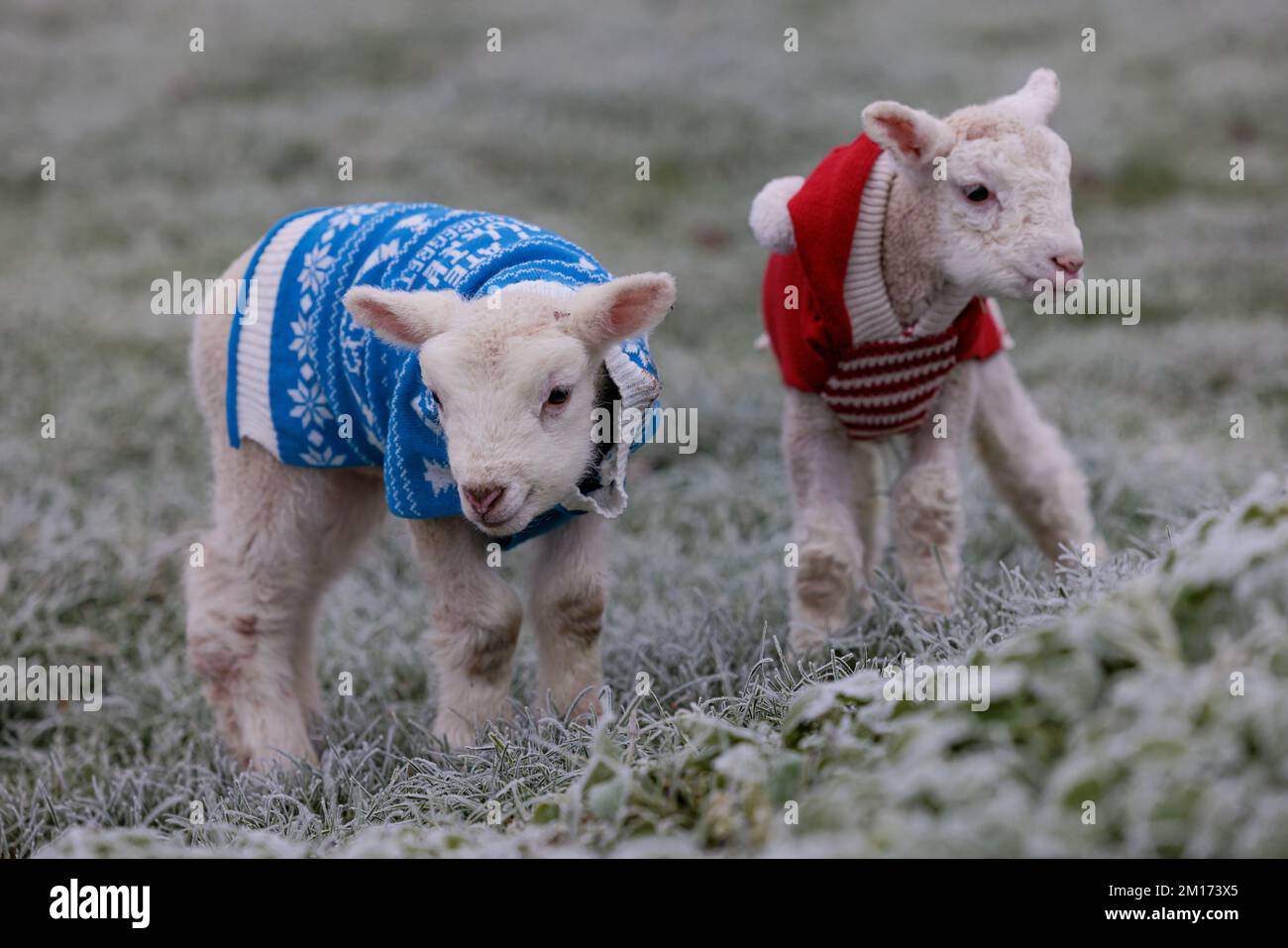 Bocketts Farm in Surrey hanno dato i loro piccoli agnelli Jumpers di Natale per mantenere caldo mentre il freddo e il freddo tempo gelido polverato il ‘Troll of Trondheim’ continua a colpire il Regno Unito. La fattoria si aspetta un certo numero di agnelli questo inverno con il primo essere nato questa settimana. Foto Stock