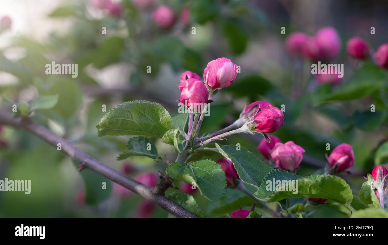 Aprire boccioli di rosa su un albero di mele in giardino in primavera. Foto Stock