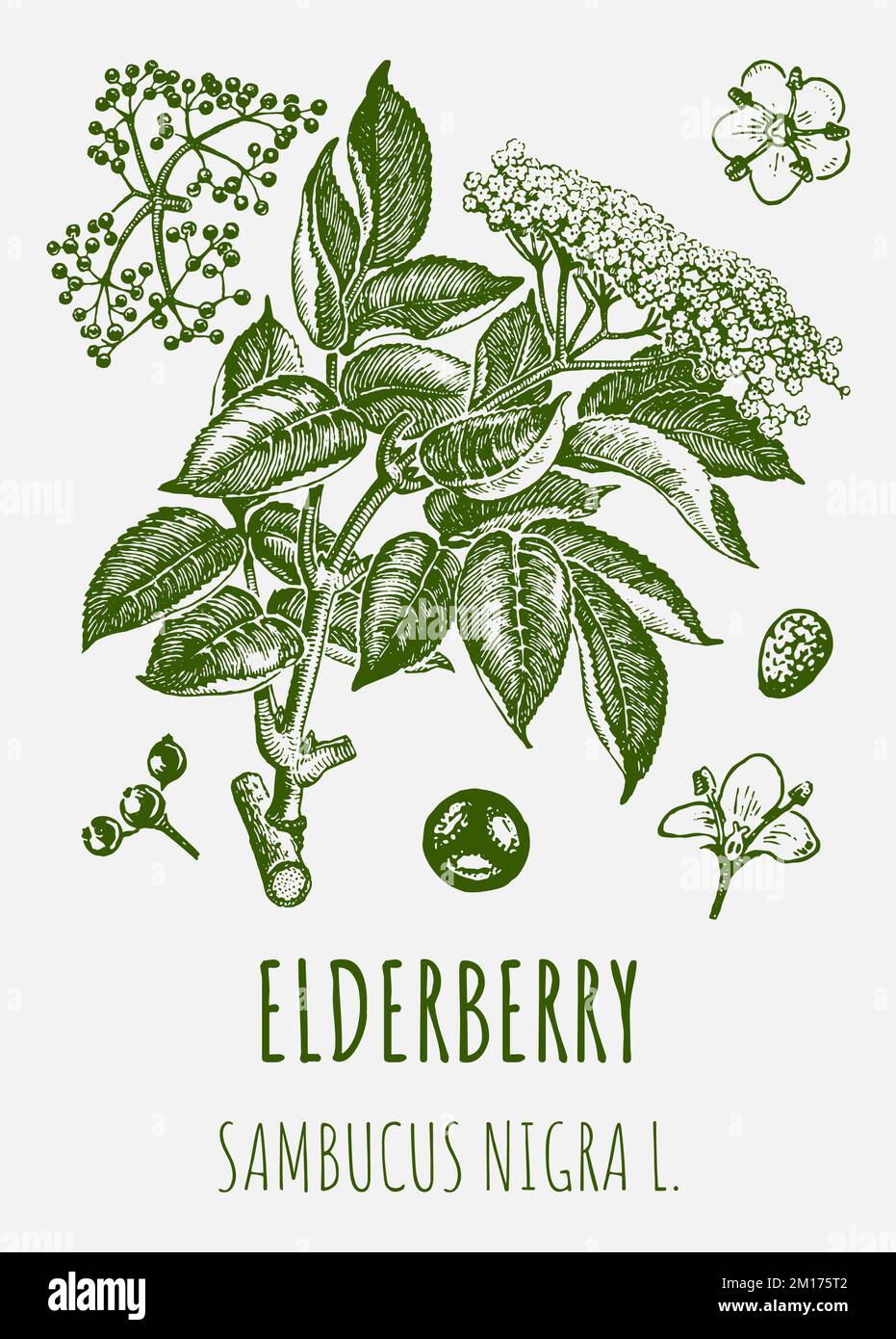 Disegni vettoriali di sambuco. Illustrazione disegnata a mano. Nome latino Sambucus nigra. Foto Stock