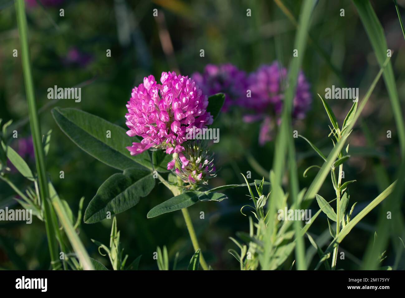 Fiore di trifoglio rosa su un prato in estate, primo piano. Foto Stock