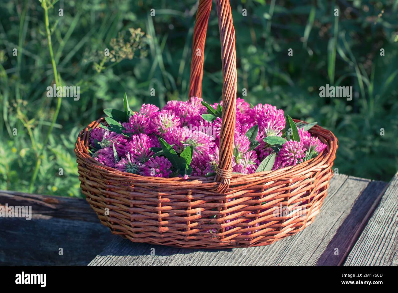 Cestino con fiori di trifoglio rosa raccolti per l'asciugatura. Foto Stock
