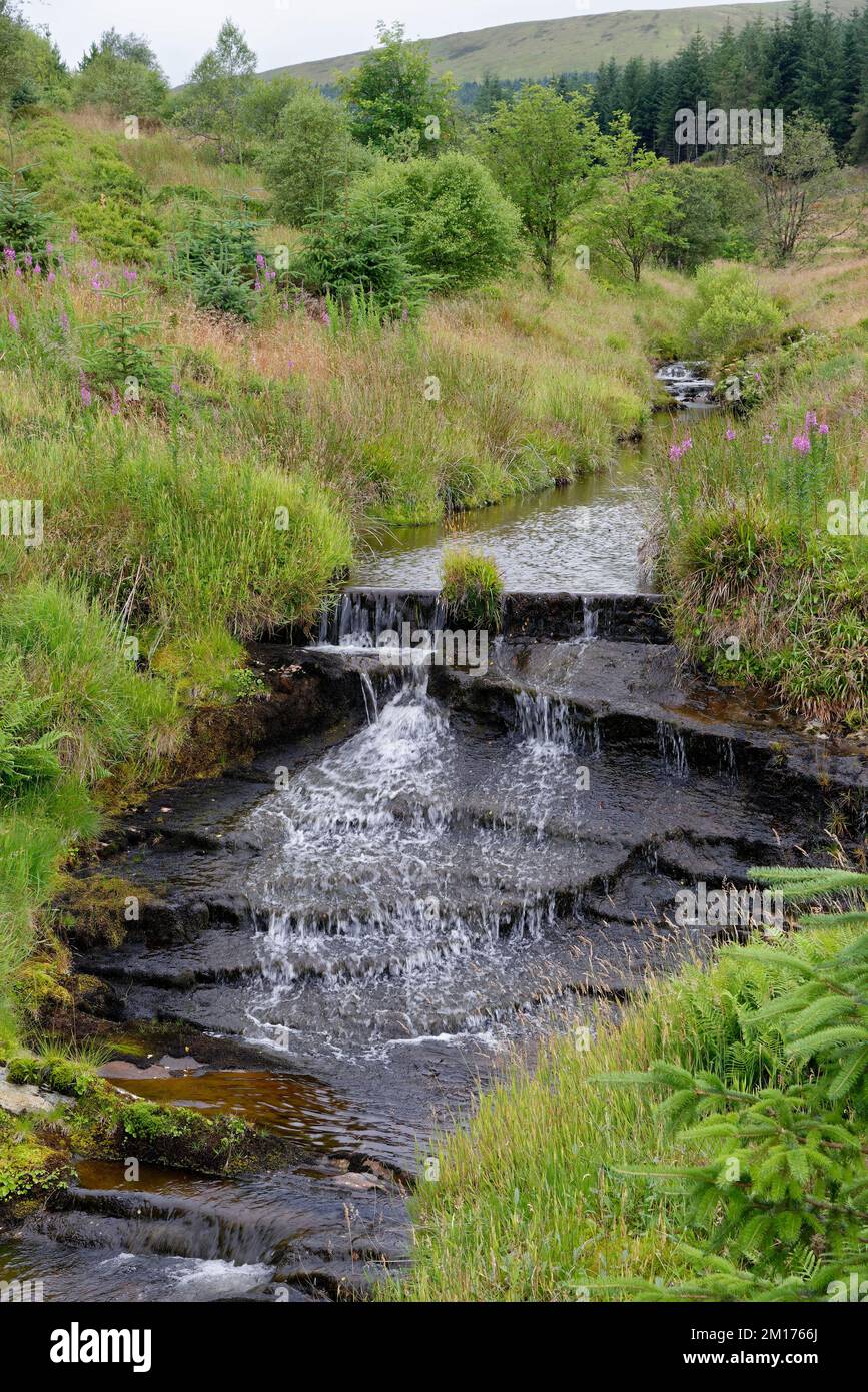 Afon Hore, un affluente del fiume Severn, Foresta di Hafren vicino a Llanidloes, Powys, Galles centrale, Regno Unito Foto Stock