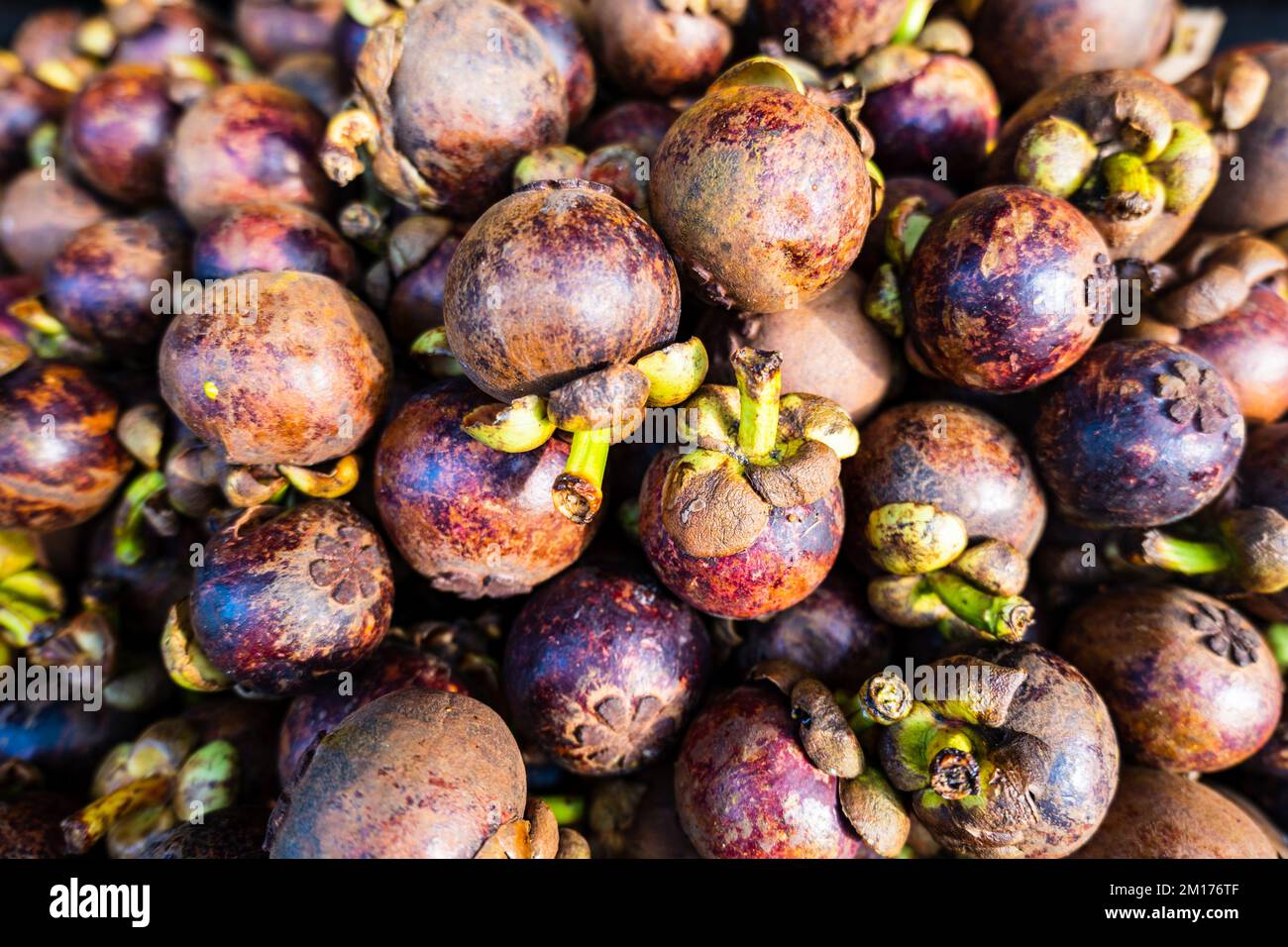 Frutti di mangosteen in vendita sul mercato biologico in Asia. Mucchio di frutti di mangostano (Garcinia mangostana) Foto Stock