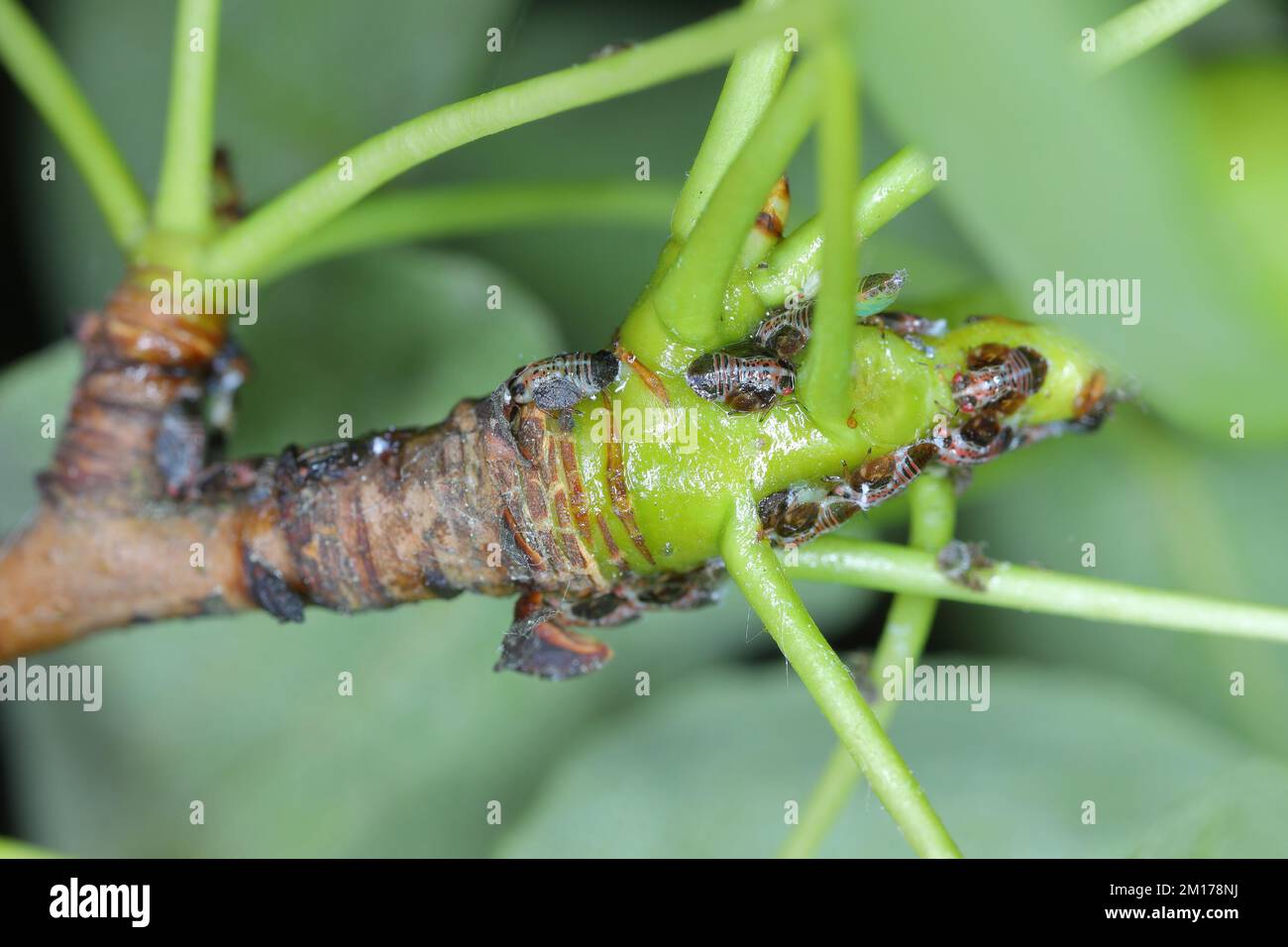 Cacopsylla pyri (Psylla di pera, europeo succhiatore di pera) Psillidae. Ninfe, larve su un albero di pera sparare. Foto Stock