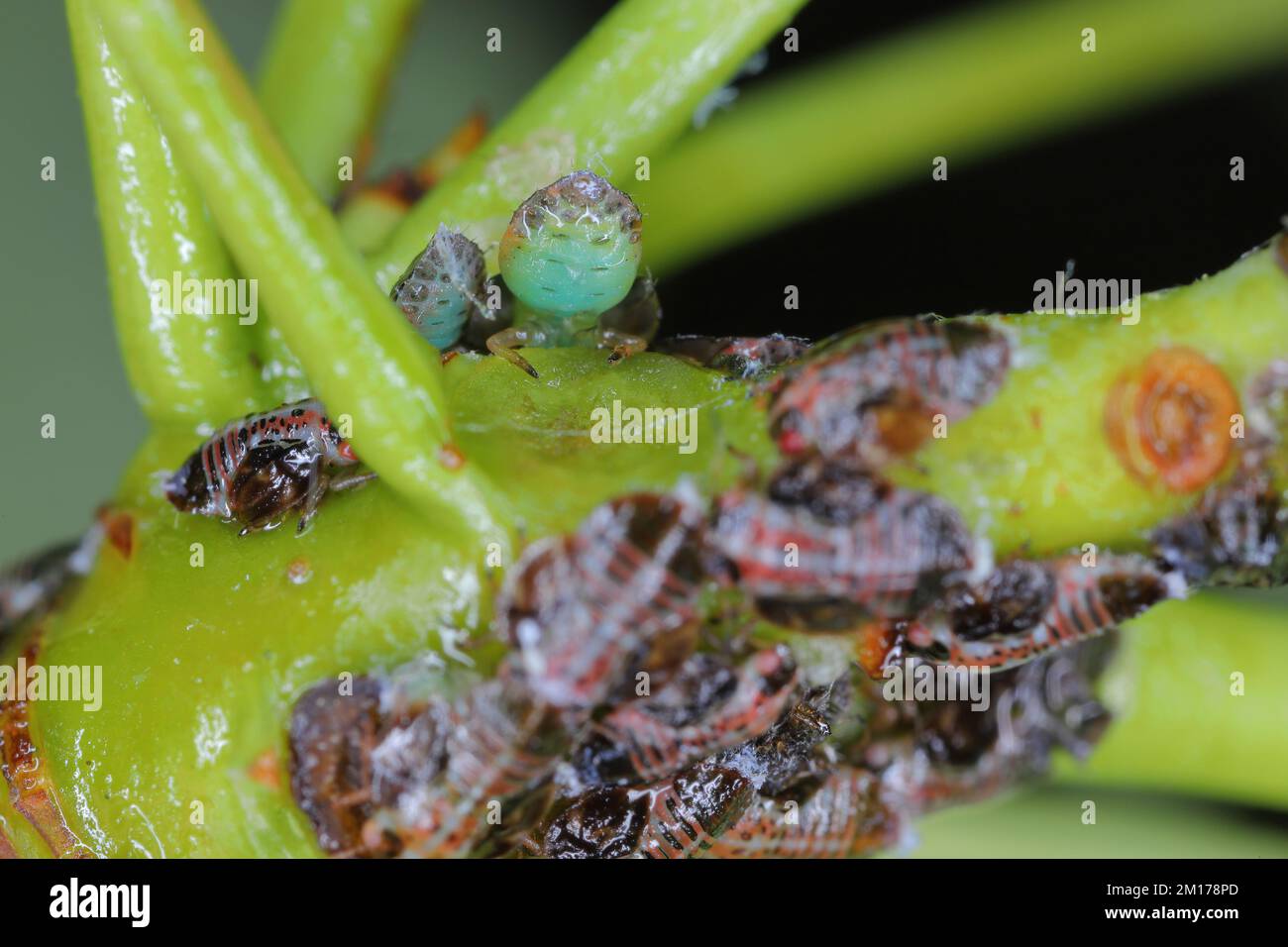 I psillidae, i pidocchi o gli psyllidi delle piante che saltano, sono una famiglia di piccoli insetti che alimentano le piante che tendono ad essere molto host-specifici. Larve, ninfe sulla pera. Foto Stock