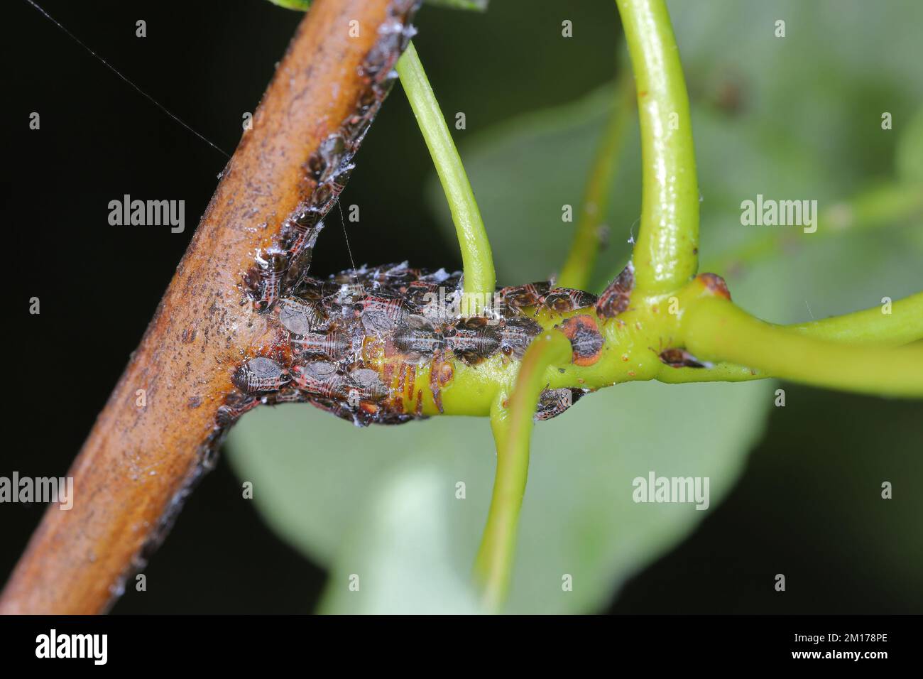 Cacopsylla pyri (Psylla di pera, europeo succhiatore di pera) Psillidae. Ninfe, larve su un albero di pera sparare. Foto Stock