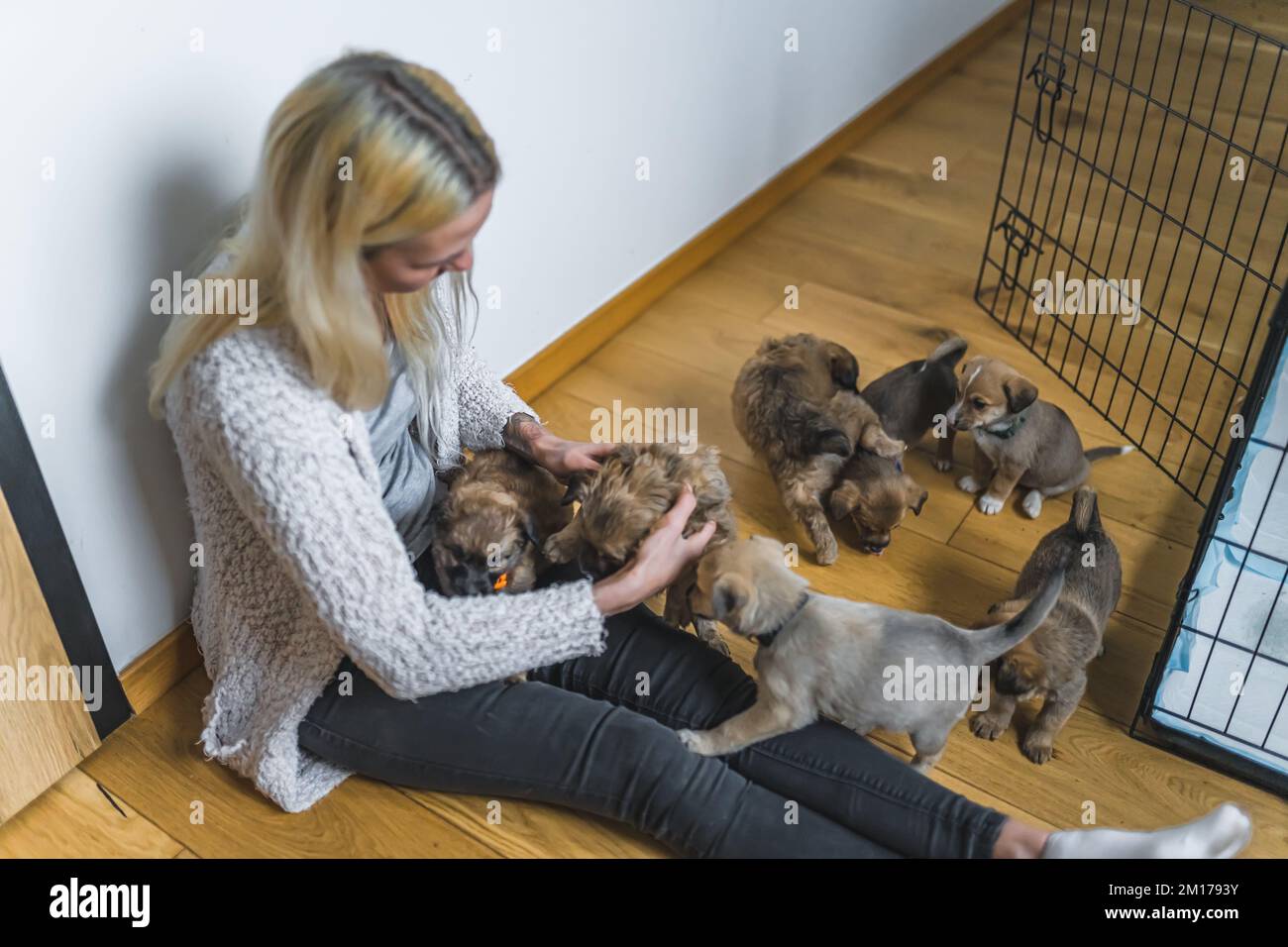 Colpo ad angolo alto del proprietario temporaneo della casa - donna adulta caucasica bionda media - seduta su pavimento di legno e giocare con cuccioli di razza mista salvati. Foto di alta qualità Foto Stock