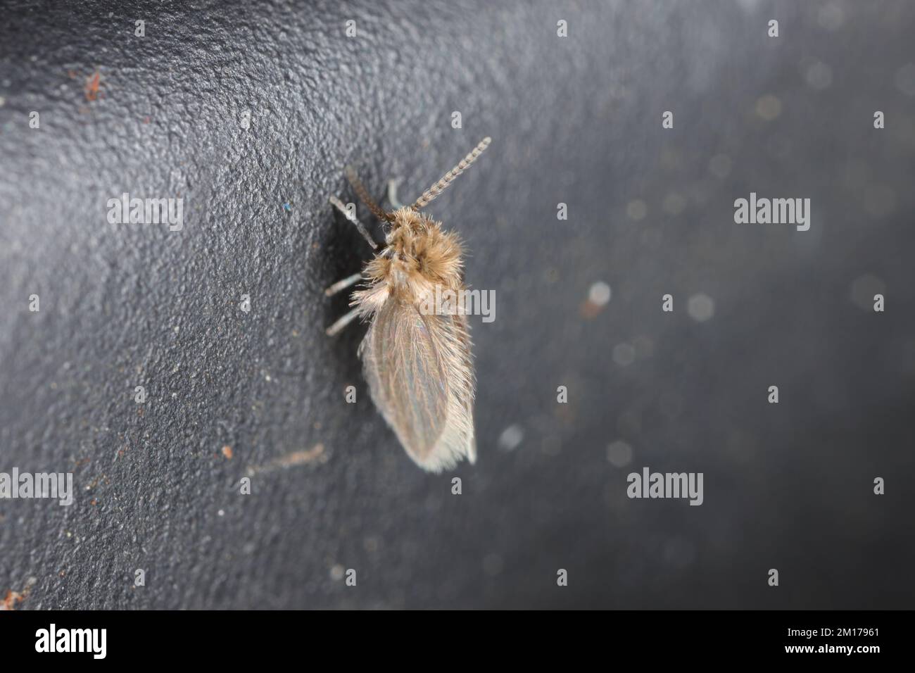 Psychodidae, denominato mosche di scarico, dispersa, filtro, fogna, o gnats di fogna, è una famiglia delle mosche allineare. Foto Stock