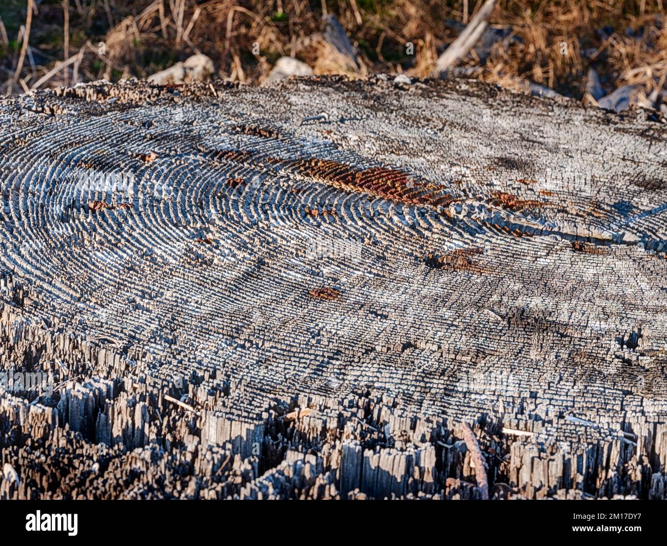 Gli anelli dell'albero su un vecchio moncone sono evidenziati con la texture generata dal contrasto dalla luce del sole. Foto Stock