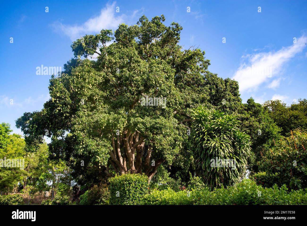 Vista di un enorme albero di mango maturo, Mangifera indica, pieno di mango in un giardino, territorio del Nord, Australia Foto Stock