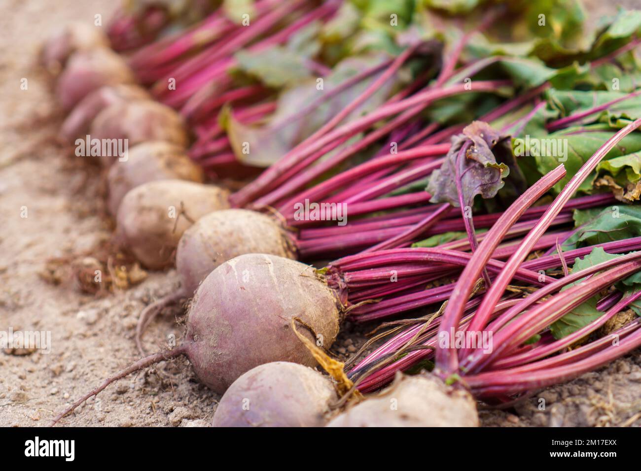 Lotto di barbabietola appena pizzicata sul primo piano macinato. Disporre la barbabietola matura in fila. Pianta crescente, raccolto grande stagionale. Coltivazione di ortaggi e giardeni Foto Stock