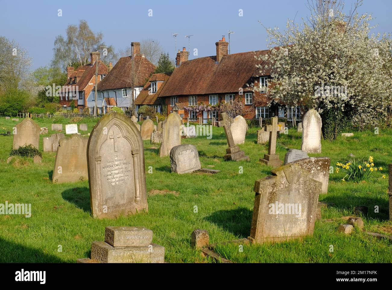 Headcorn: Cimitero di San Pietro e Chiesa di San Paolo con case a piedi Chiesa, narcisi e alberi in fiore a Headcorn, Kent, Inghilterra Foto Stock