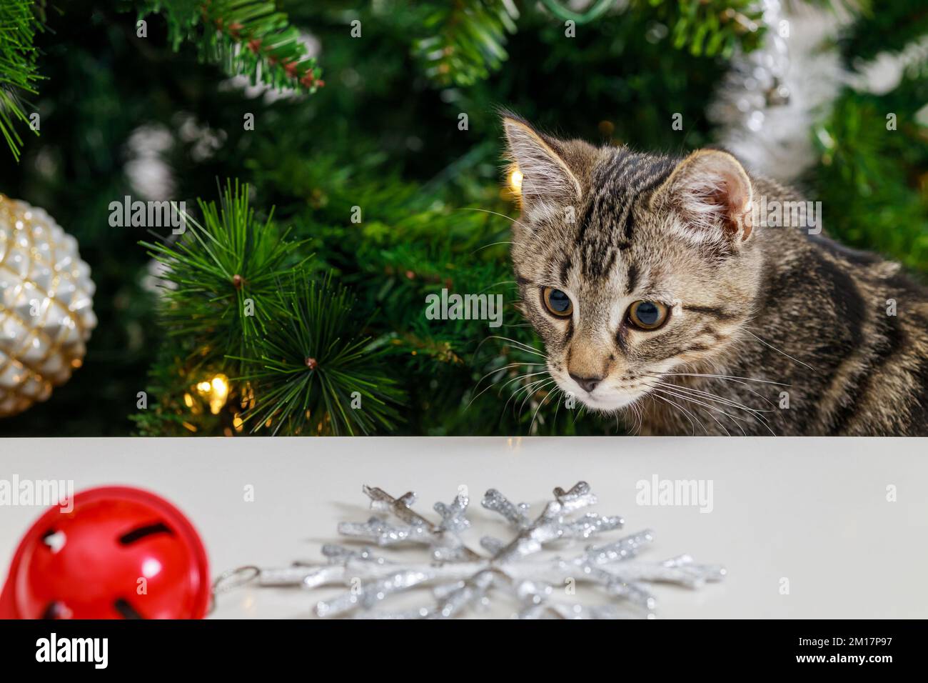 Il gatto guarda la campana rossa di Natale. Foto Stock