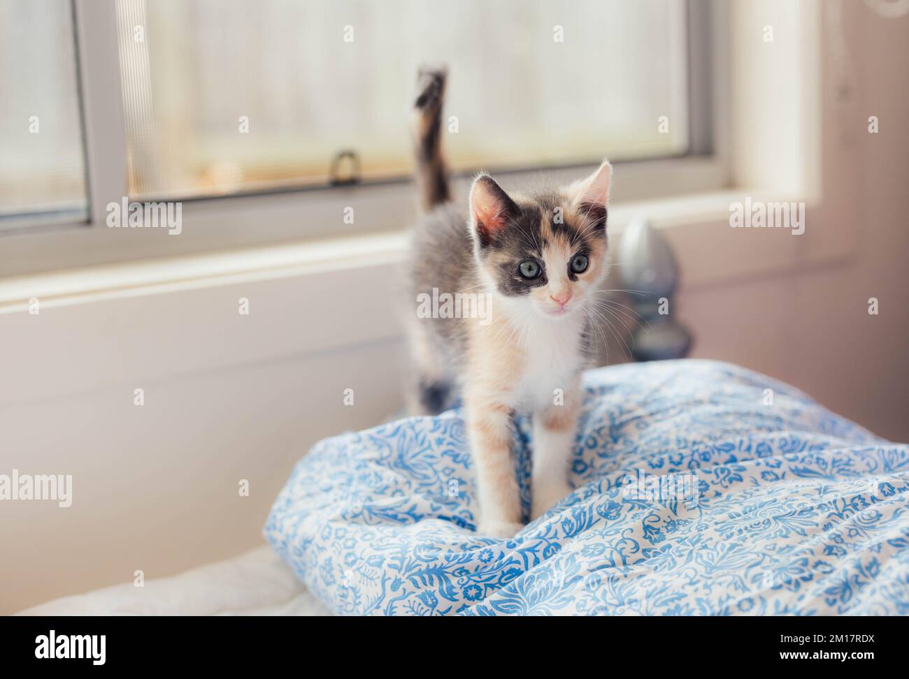 Giovane allegro Calico Kitten che gioca su un letto Foto Stock