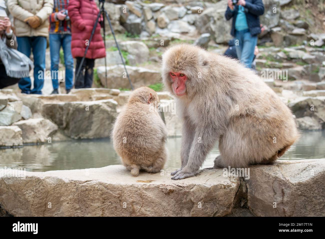 Scimmie giapponesi del Macaque del bambino e della madre che si siedono vicino alla sorgente calda. Turisti che scattano foto. Parco delle scimmie delle nevi, Nagano, Giappone. Foto Stock