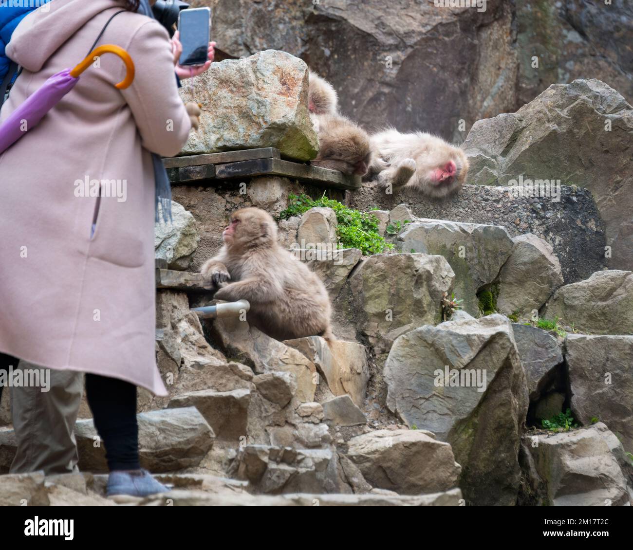 Turisti che scattano foto delle scimmie giapponesi di Macaque addormentate. Parco delle scimmie delle nevi, Nagano, Giappone. Foto Stock