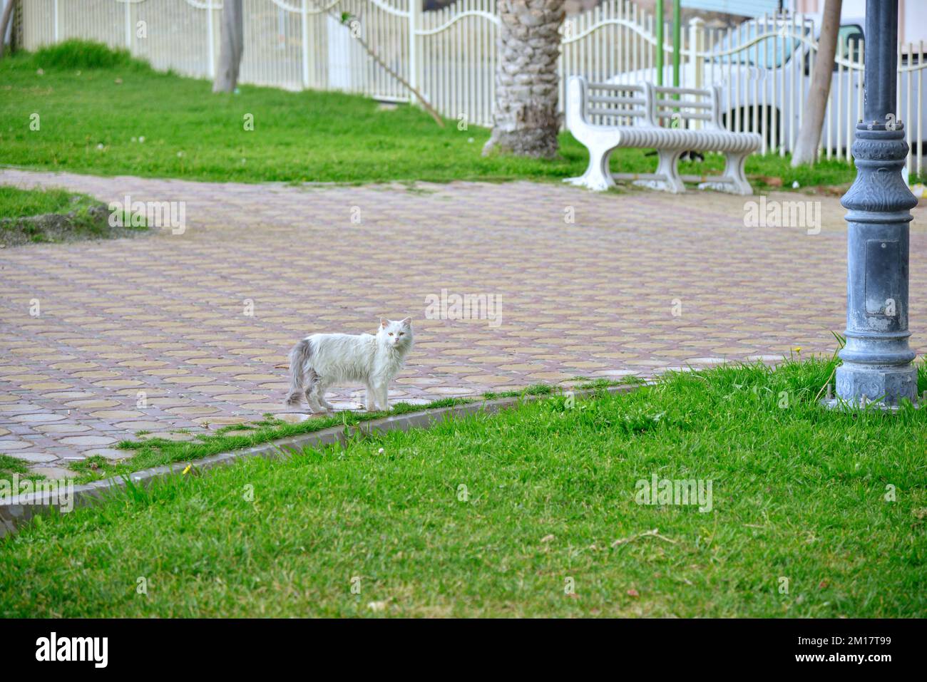 I gatti sanno come ottenere cibo senza lavoro, riparo senza confinamento e amore senza sanzioni. Foto Stock