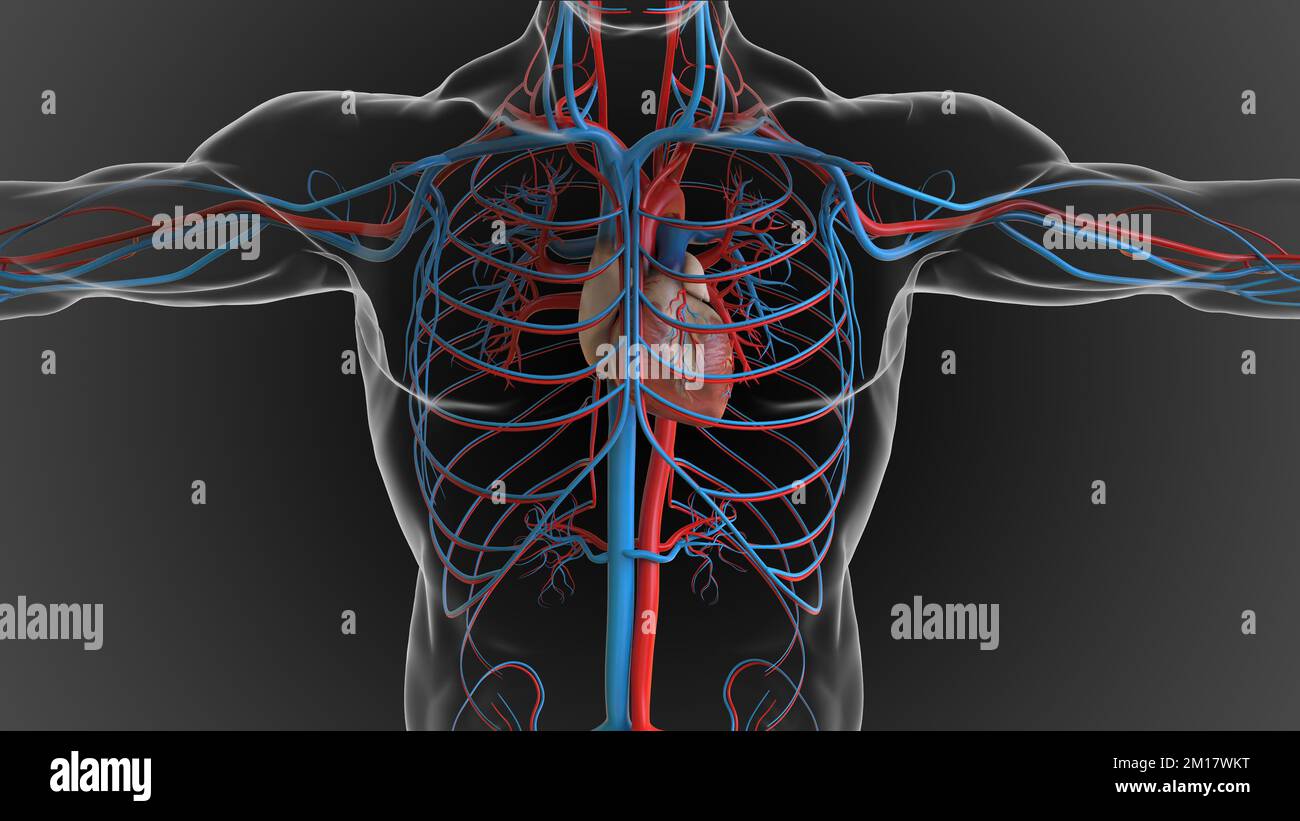 Anatomia del sistema circolatorio del cuore umano per il concetto