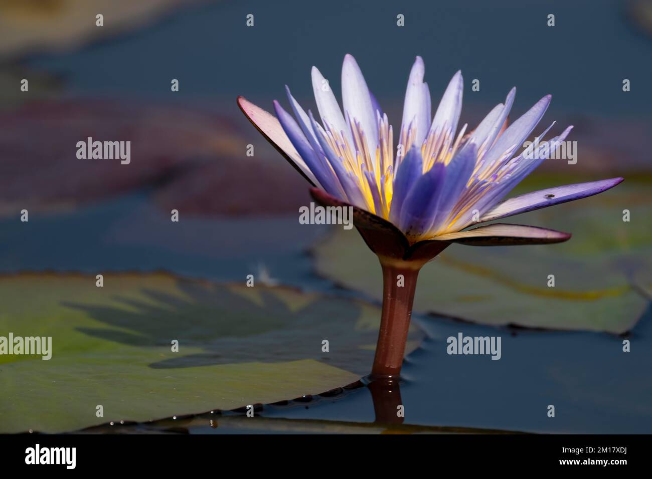 Giglio d'acqua (Nymphaea), paludi di Bangweulu, Zambia, Africa Foto Stock