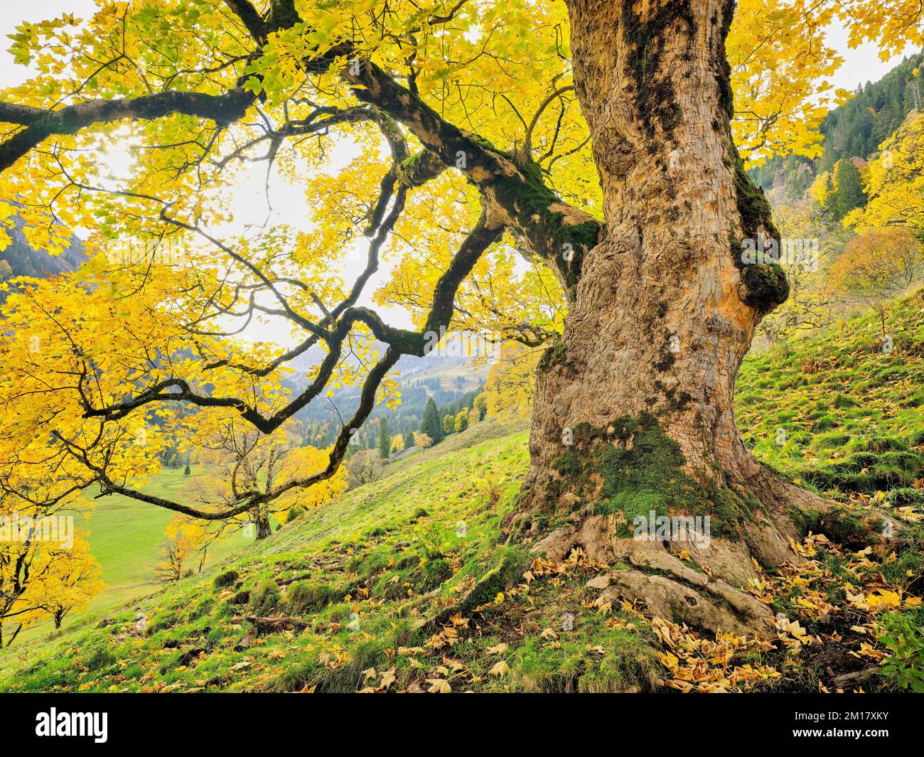 Vecchio acero di Sycamore (Acer pseudo plantanus), in decolorazione autunnale, Canton Glarona, Svizzera, Europa Foto Stock