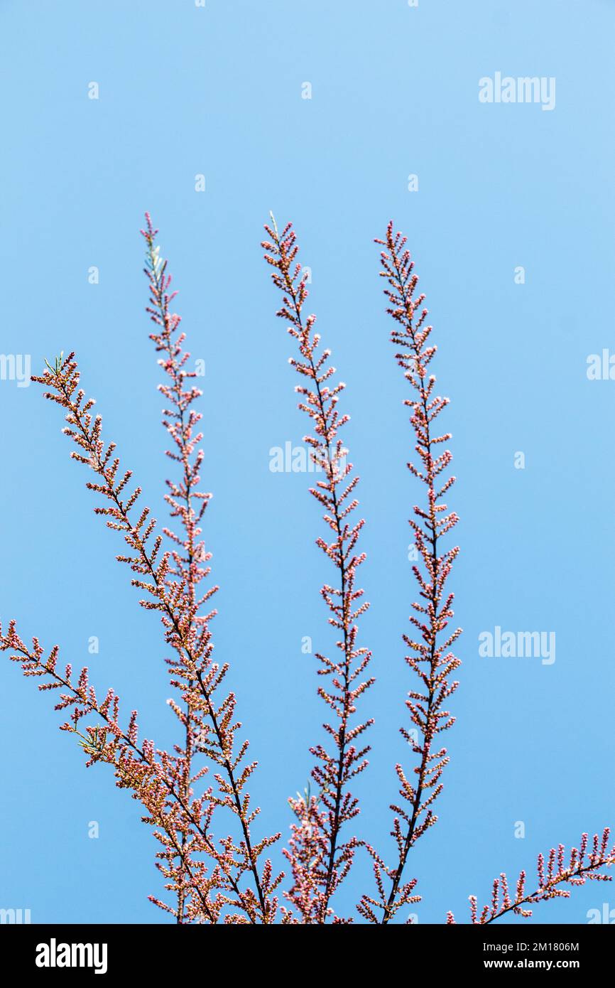 Una foto unica di brillante tenero offshoot di un albero che cresce Foto Stock