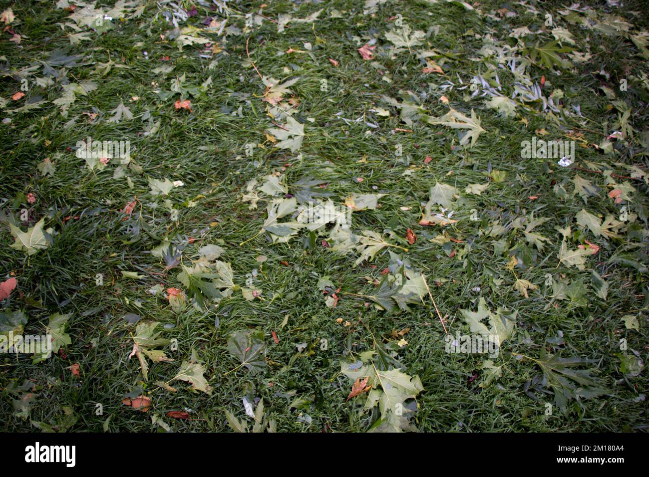 Foglie verdi come una natura texture di sfondo Foto Stock