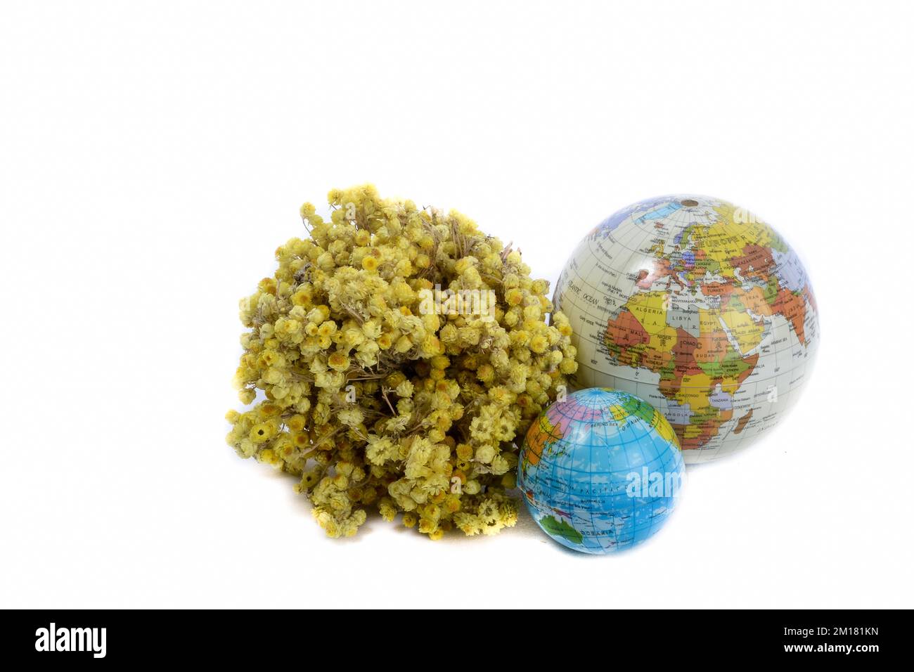 Globi e un mazzo di fiori selvatici gialli su sfondo bianco Foto Stock