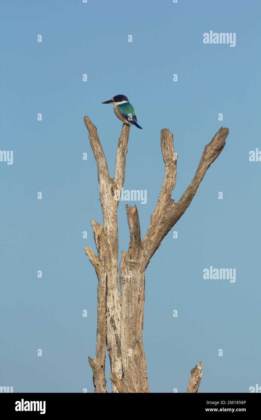 Foresta Kingfisher (Todiramphus macleayii) Bundaberg Australia Foto Stock