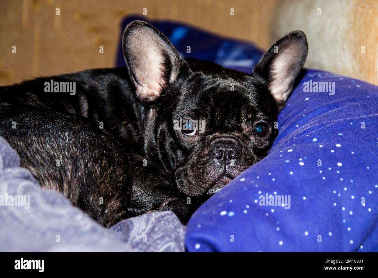 Primo piano ritratto di un bulldog francese nero che giace blu su un cuscino Foto Stock Primo piano ritratto di un bulldog francese nero che giace blu su un cuscino Foto Stock