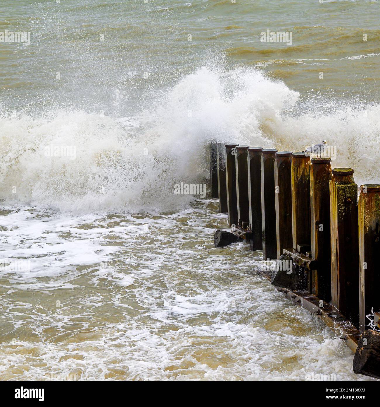 Onde che si rompono su un groyne con un gabbiano seduto su un palo Foto Stock