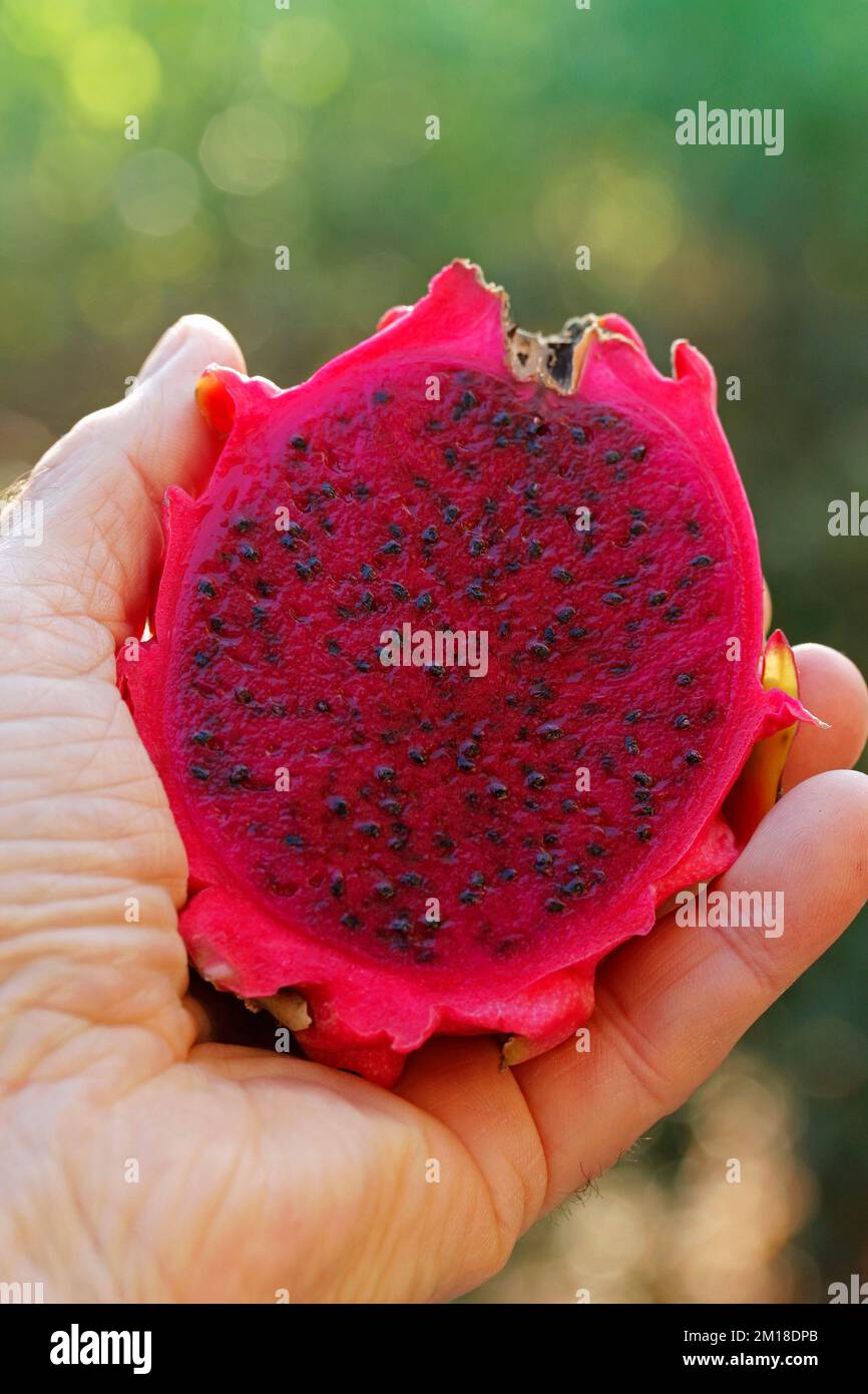 Frutta del drago. Foto Stock