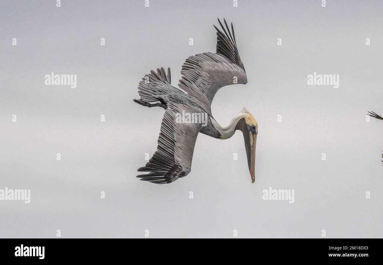 Pellicano bruno, Pelecanus occidentalis, pesca subacquea ripida in acqua di mare profonda, in inverno. Texas. Foto Stock