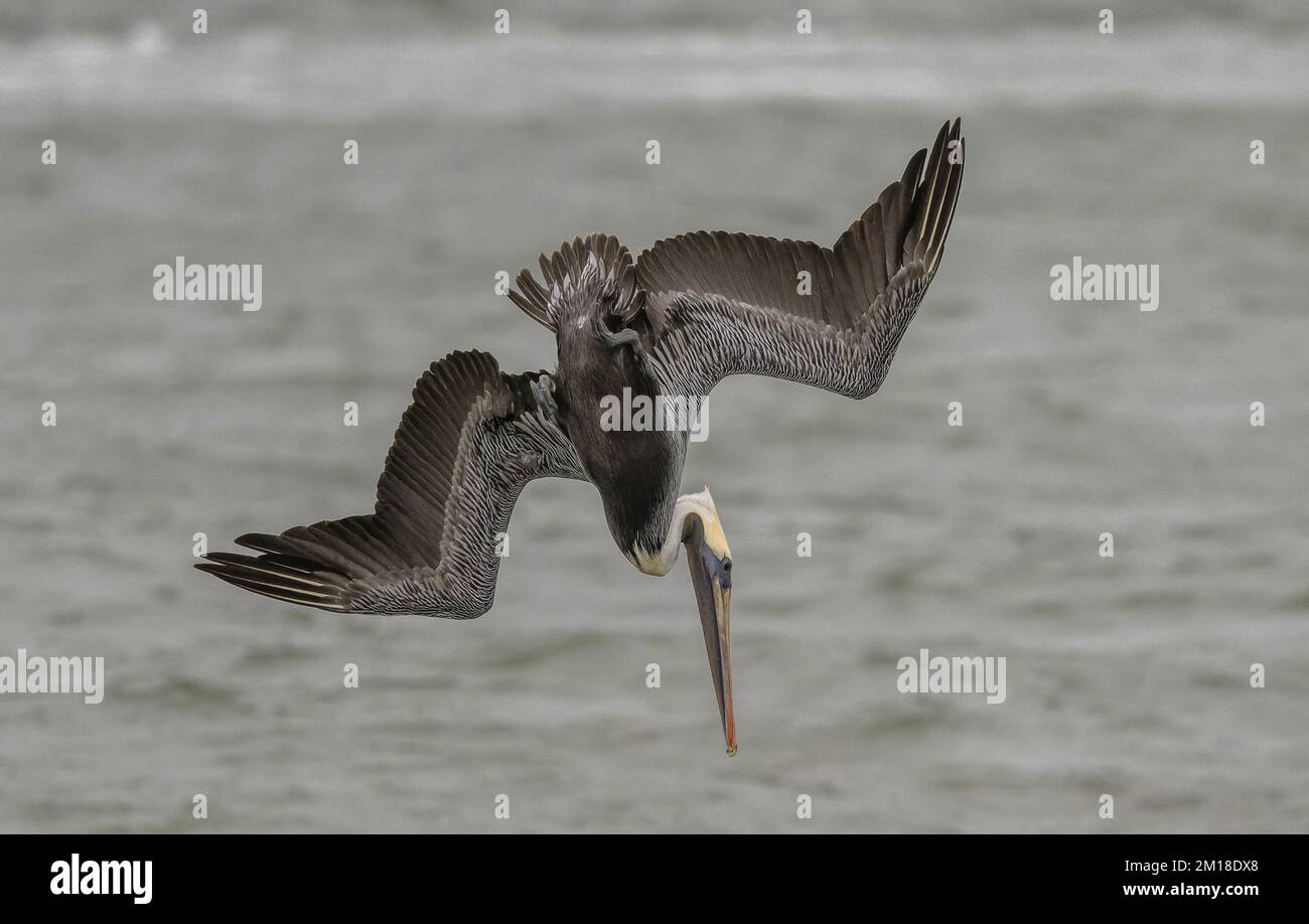 Pellicano bruno, Pelecanus occidentalis, pesca subacquea ripida in acqua di mare profonda, in inverno. Texas. Foto Stock