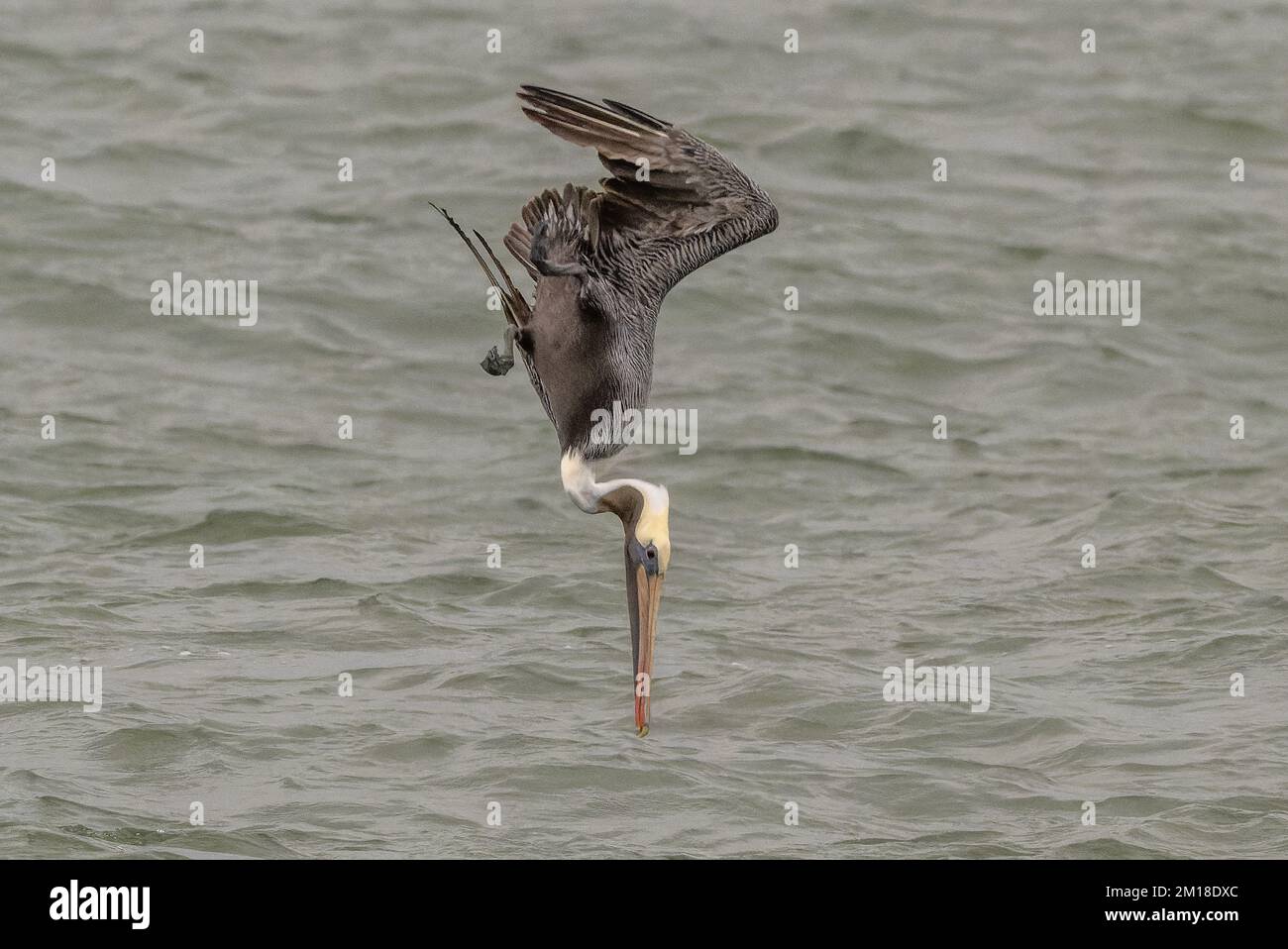 Pellicano bruno, Pelecanus occidentalis, pesca subacquea ripida in acqua di mare profonda, in inverno. Texas. Foto Stock