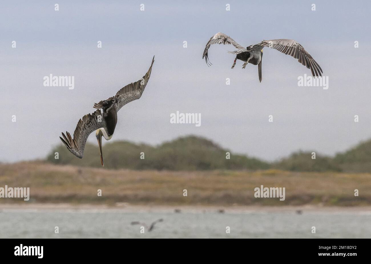 Pellicano bruno, Pelecanus occidentalis, pesca subacquea ripida in acqua di mare profonda, in inverno. Texas. Foto Stock