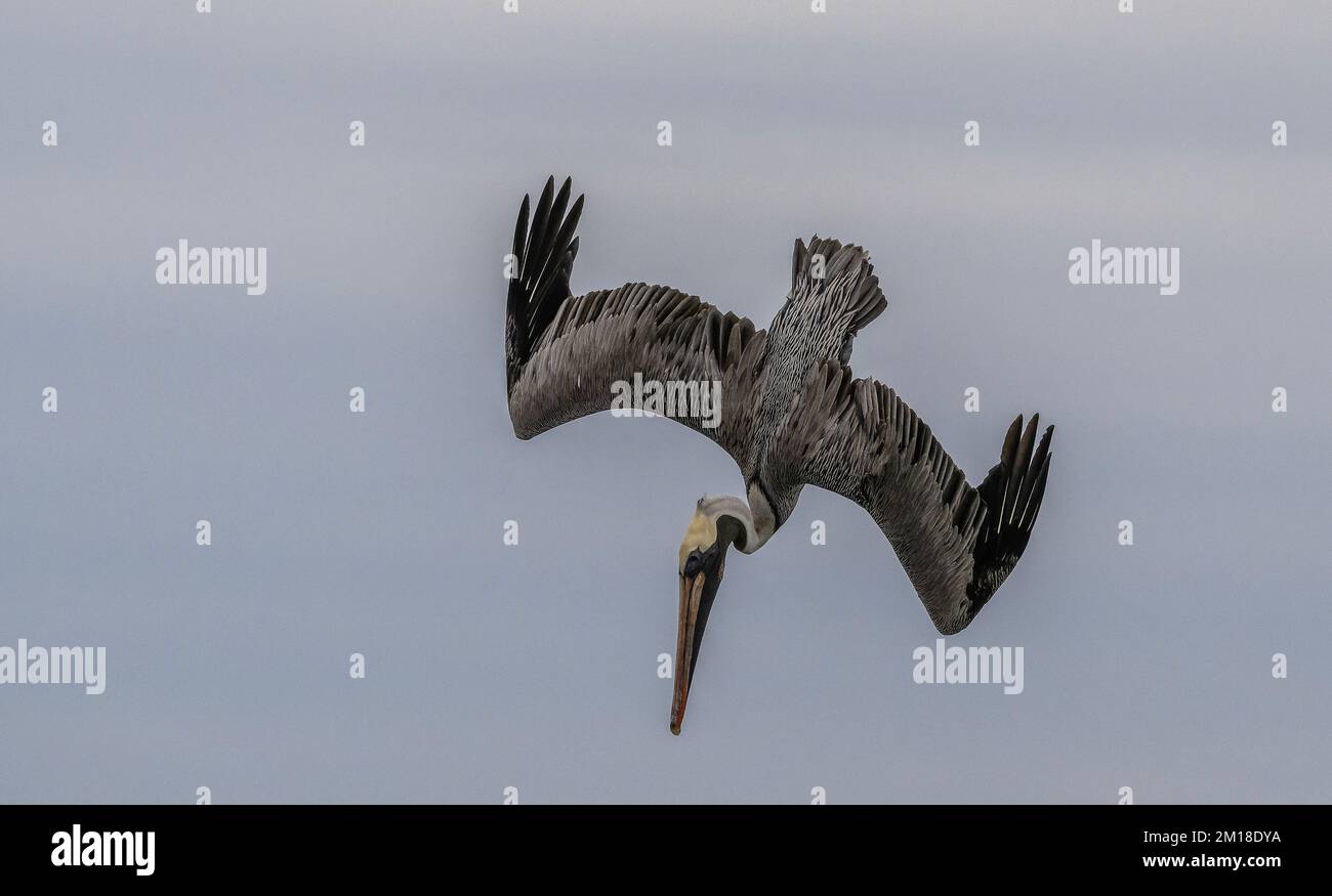 Pellicano bruno, Pelecanus occidentalis, pesca subacquea ripida in acqua di mare profonda, in inverno. Texas. Foto Stock
